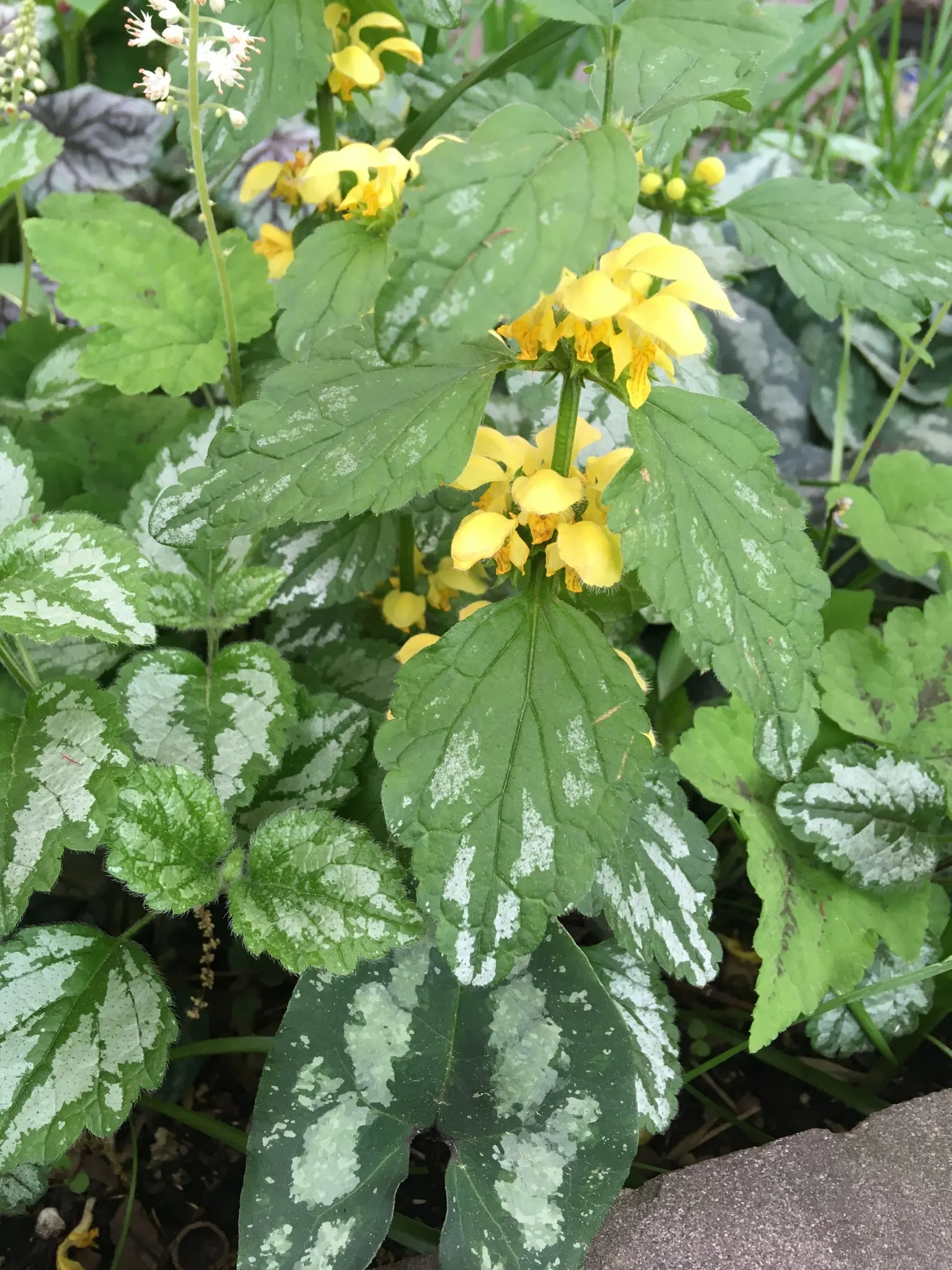 Yellow Archangel (Lamium Galeobdolon) — scientifically called Lamium galeobdolon; spreading by both runners and self-seeding, image 98