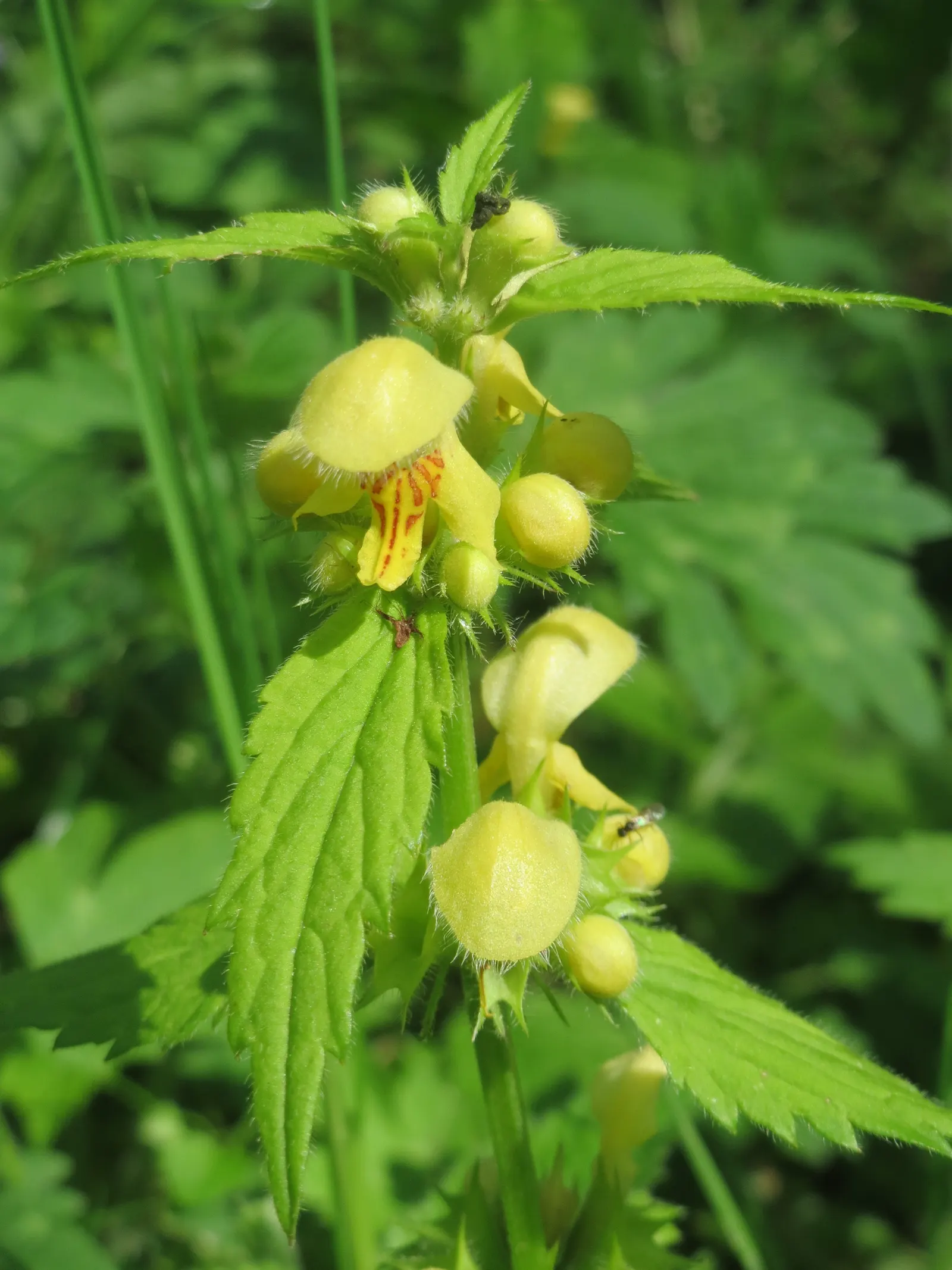 Yellow Archangel (Lamium Galeobdolon) — and attracting pollinators to woodland gardens and shaded borders; from late spring to early summer