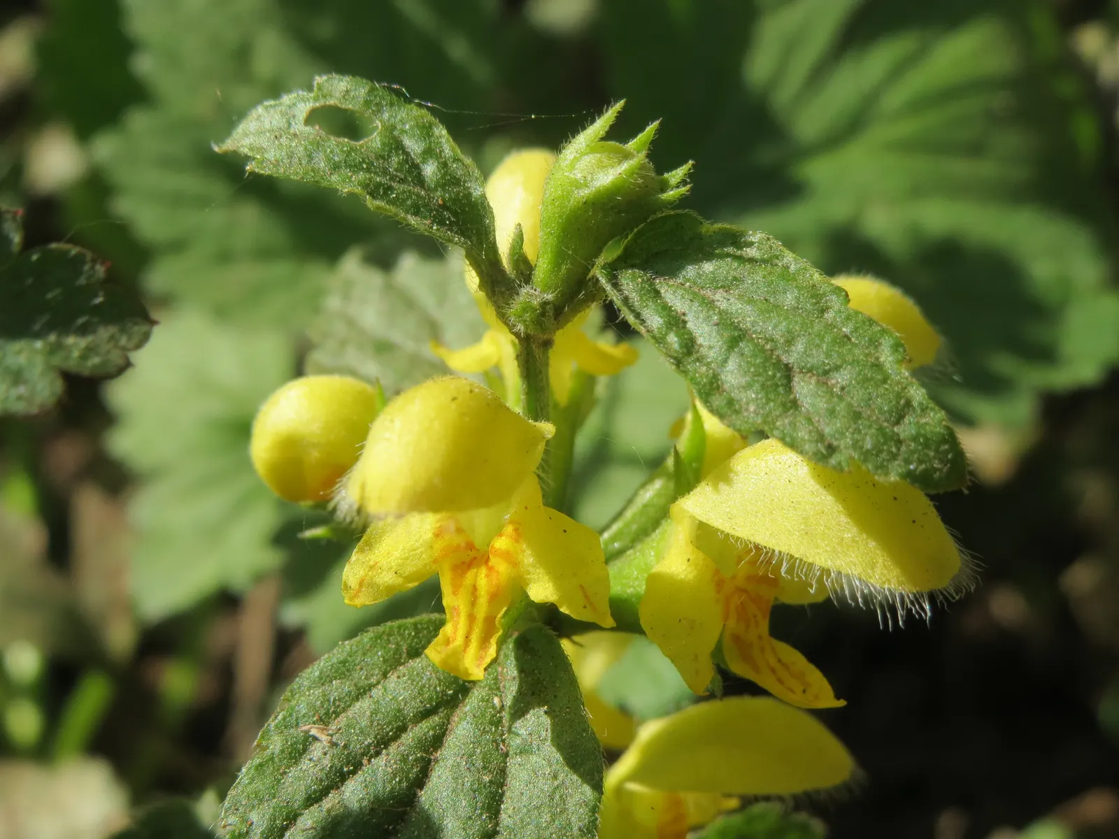 Yellow Archangel (Lamium Galeobdolon) — ground cover / perennial for deep shade or half or shade; ensure the client is aware of its invasive, image 115
