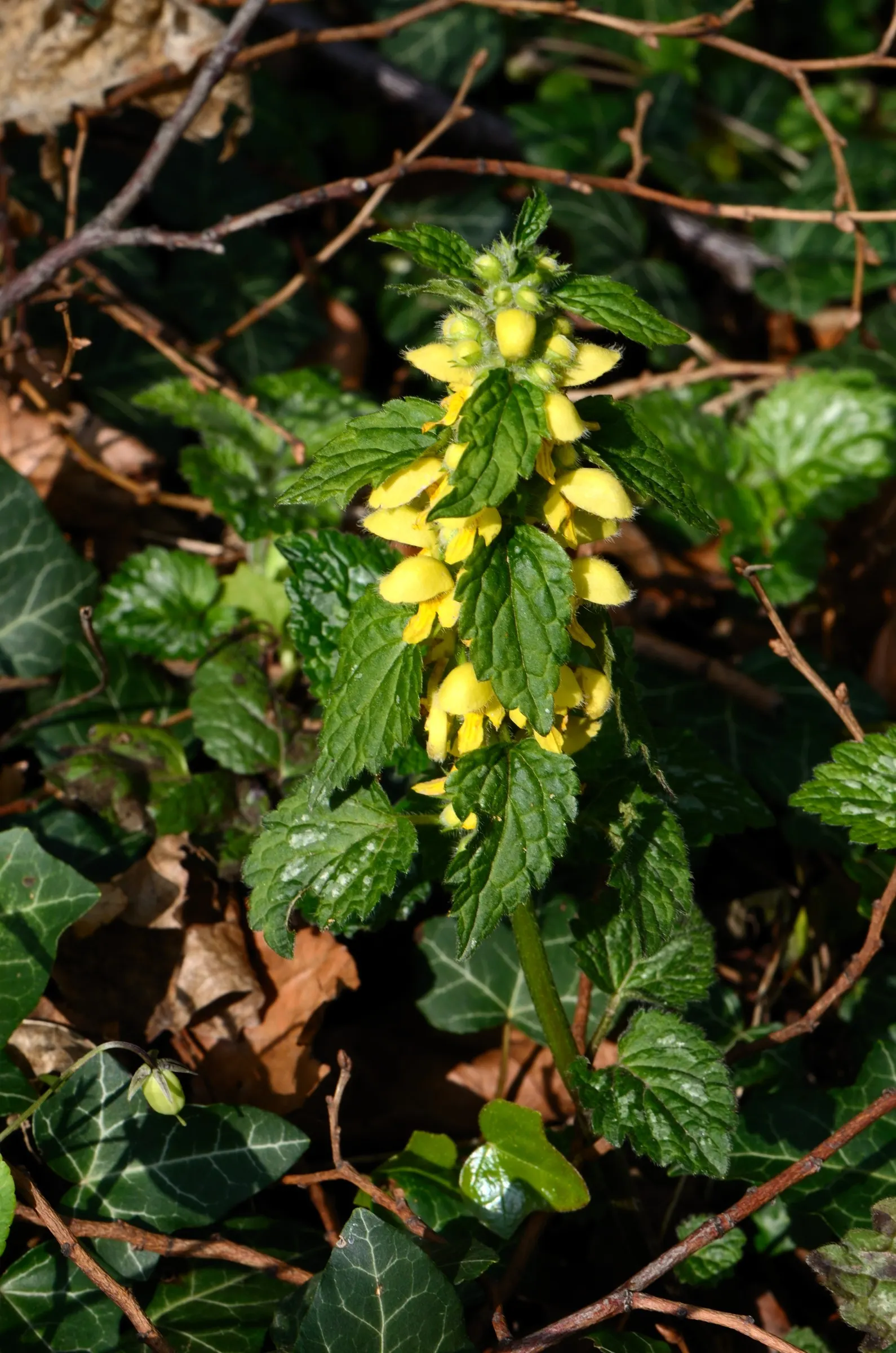 Yellow Archangel (Lamium Galeobdolon) — shade-loving perennial renowned for its vibrant foliage and distinctive flowers; ground cover / perennial for deep