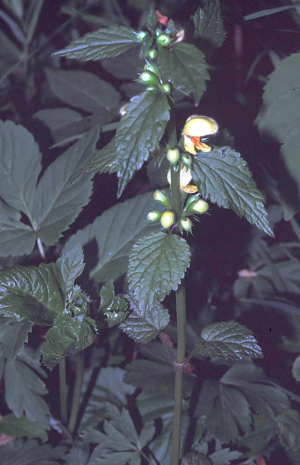 Yellow Archangel (Lamium Galeobdolon) — it's a low-maintenance option that is adept at crowding out weeds; this hardy plant spreads 18-36 inches, image 50
