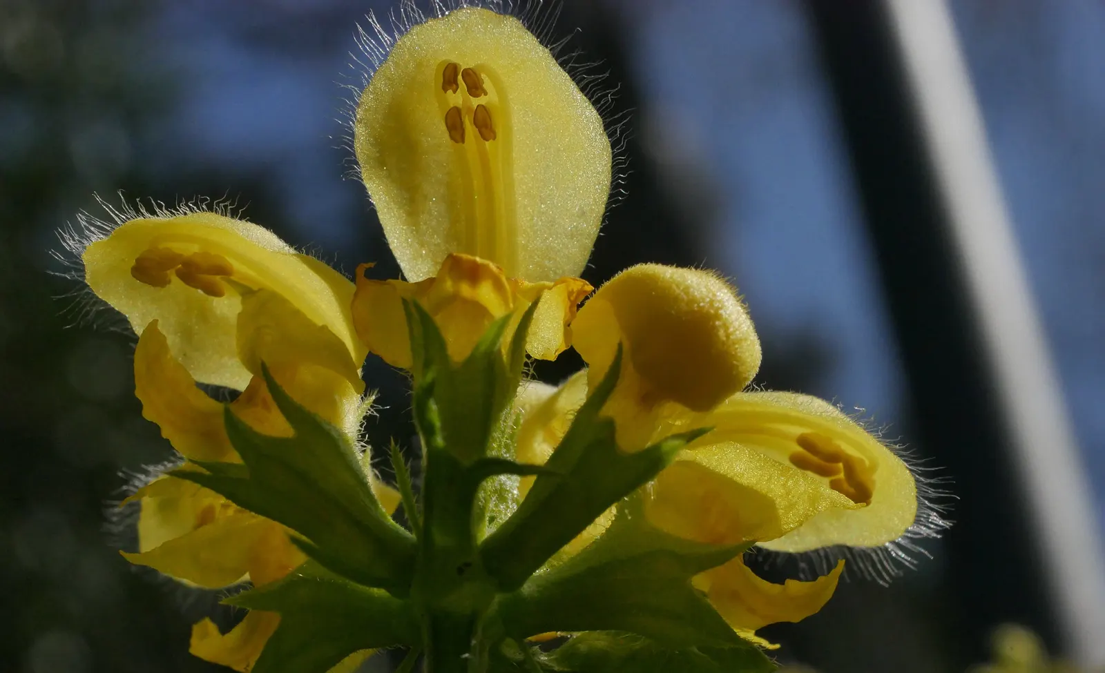 Yellow Archangel (Lamium Galeobdolon) — adding a pop of color to the green tapestry of the landscape.<br><br>This plant's growth habit is vigorous, image 80