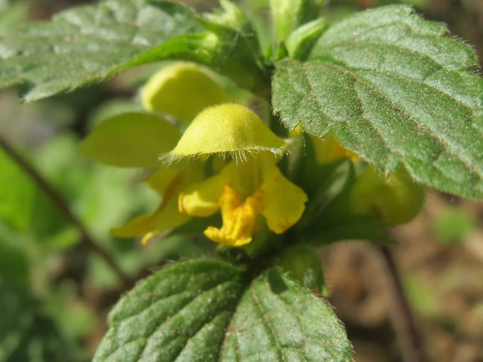 Yellow Archangel (Lamium Galeobdolon) — due caution should be taken; providing excellent coverage in partly shaded areas, image 106