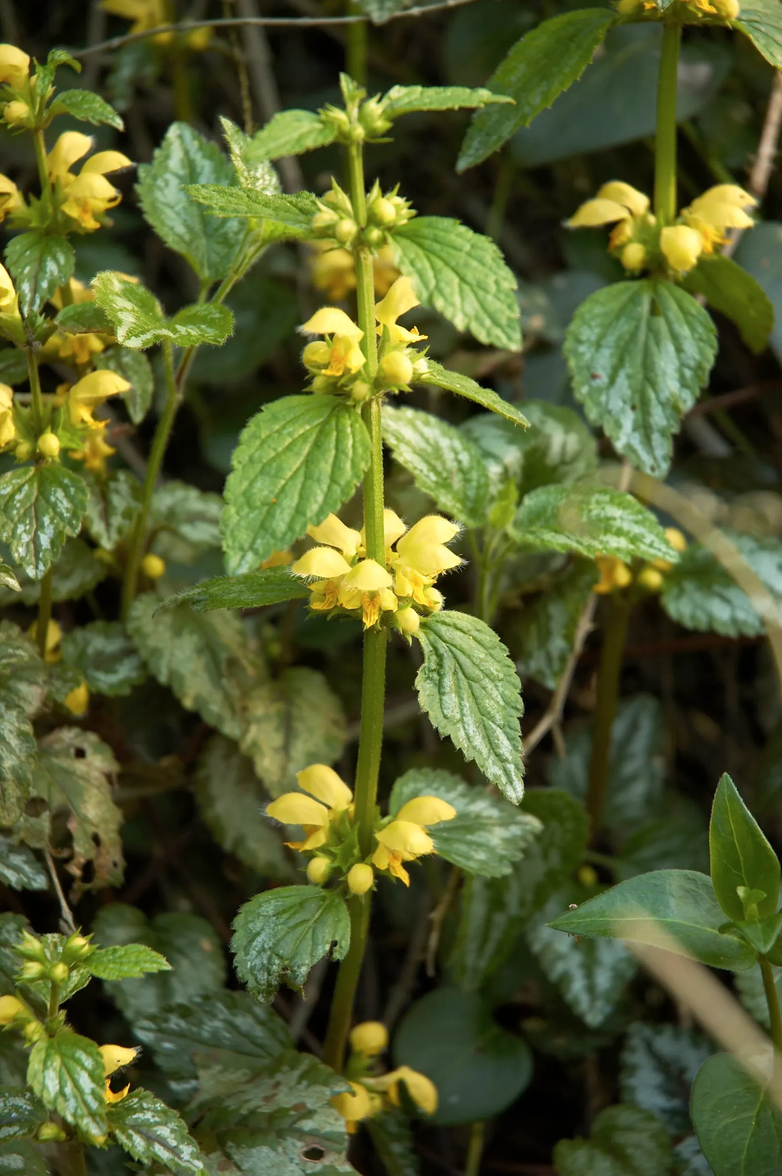 Yellow Archangel (Lamium Galeobdolon) — and attracting pollinators to woodland gardens and shaded borders; from late spring to early summer, image 51