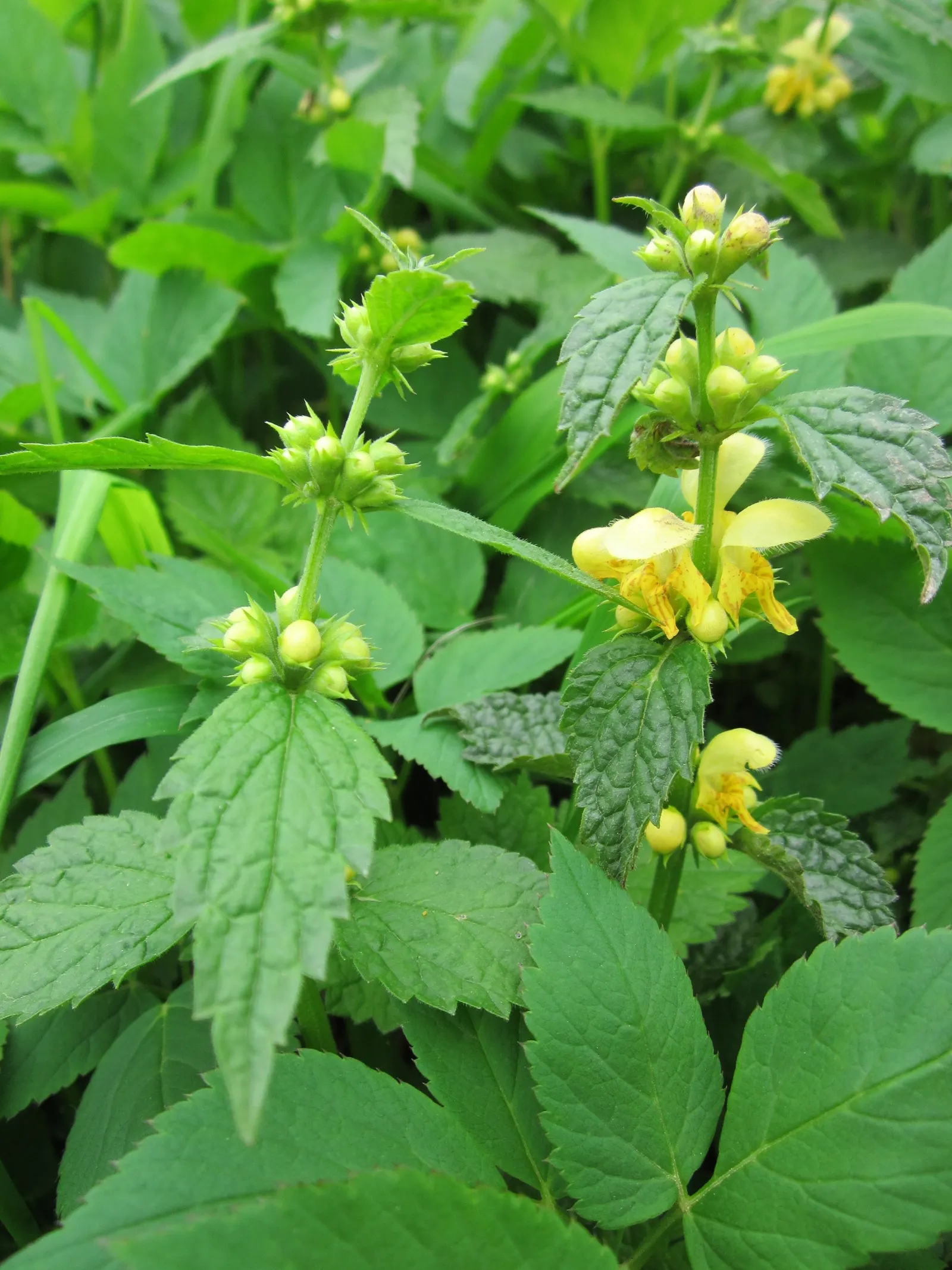 Yellow Archangel (Lamium Galeobdolon) — Yellow Archangel is superb when partnered with ferns; flourishing up to a height of 12-24 inches, image 132