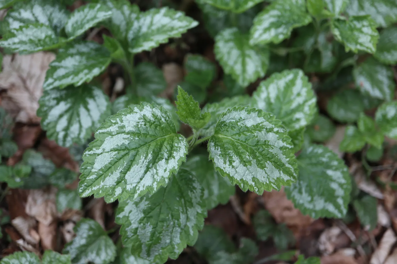 Yellow Archangel (Lamium Galeobdolon) — as it can become invasive in certain conditions; yellow blossoms atop its square stems, image 130