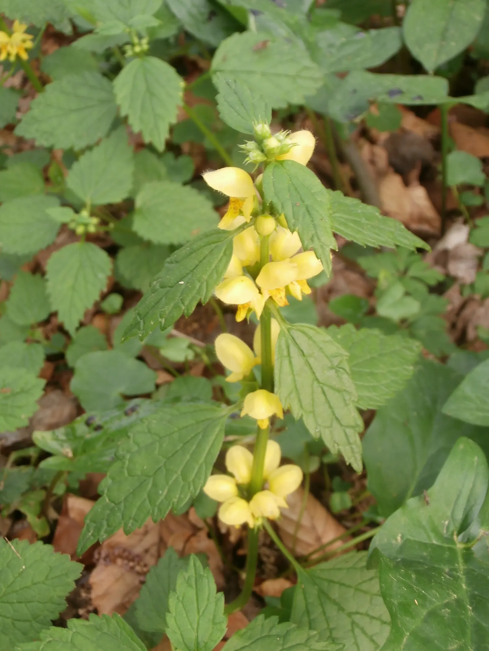 Yellow Archangel (Lamium Galeobdolon) — Flourishing up to a height of 12-24 inches; it's a low-maintenance option that is adept at crowding out, image 116