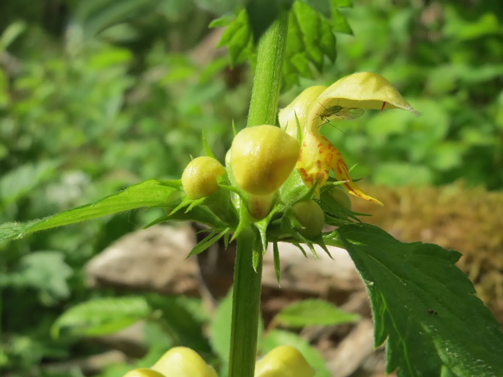 Yellow Archangel (Lamium Galeobdolon) — providing excellent coverage in partly shaded areas; and other shade perennials, image 49