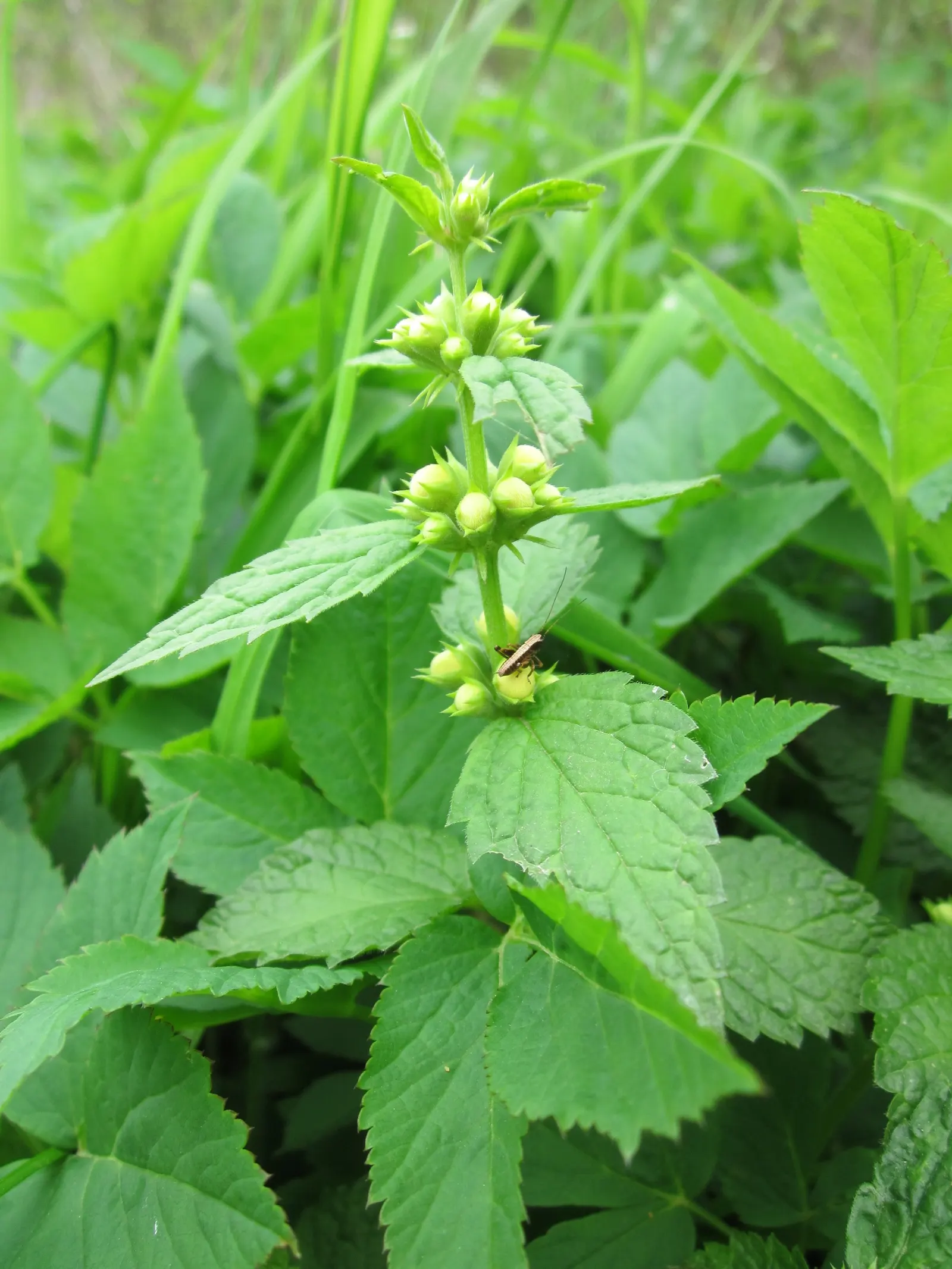 Yellow Archangel (Lamium Galeobdolon) — as it can become invasive in certain conditions