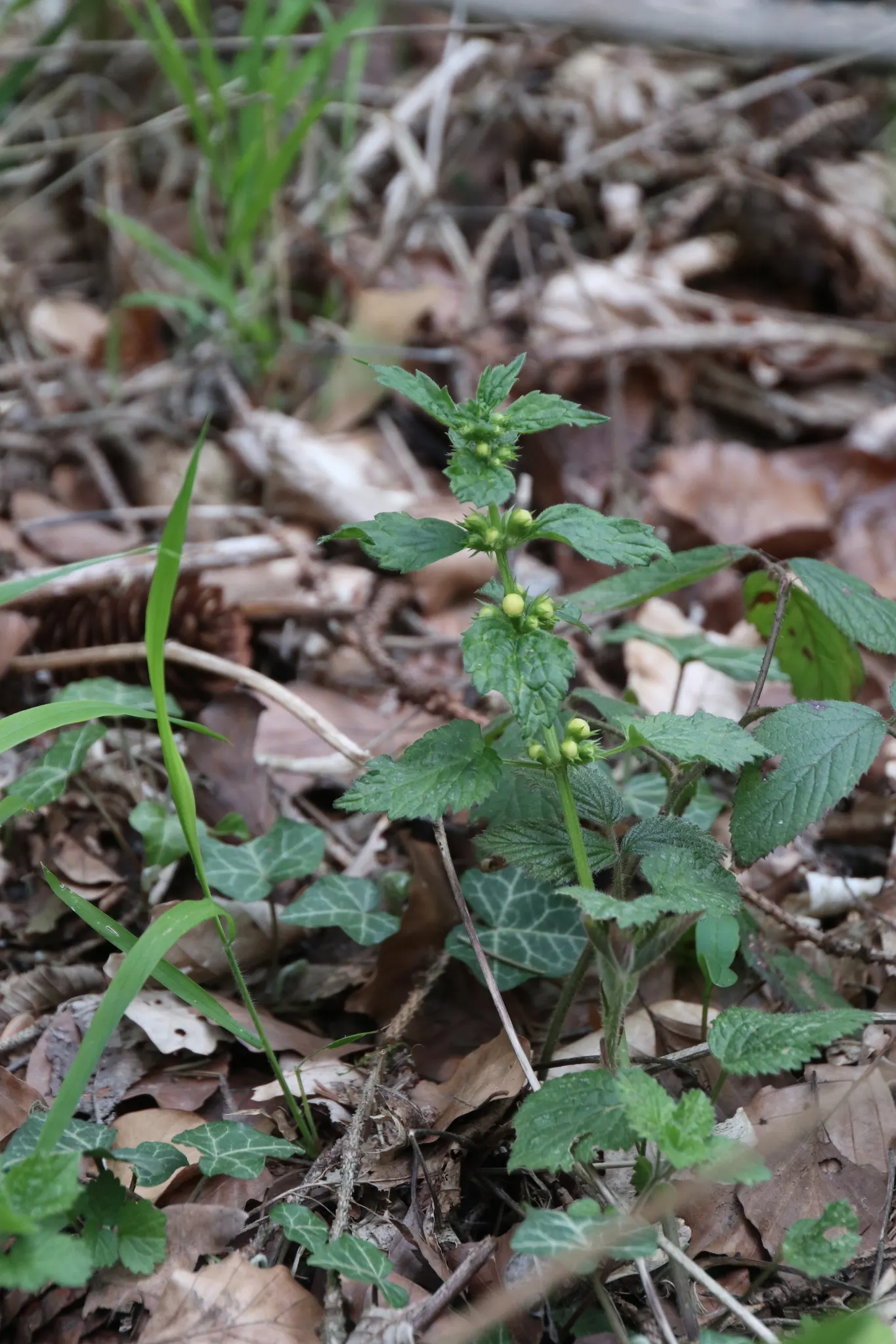Yellow Archangel (Lamium Galeobdolon) — Thriving in USDA Hardiness Zones 3 through 8; shade-loving perennial renowned for its vibrant foliage and distinctive