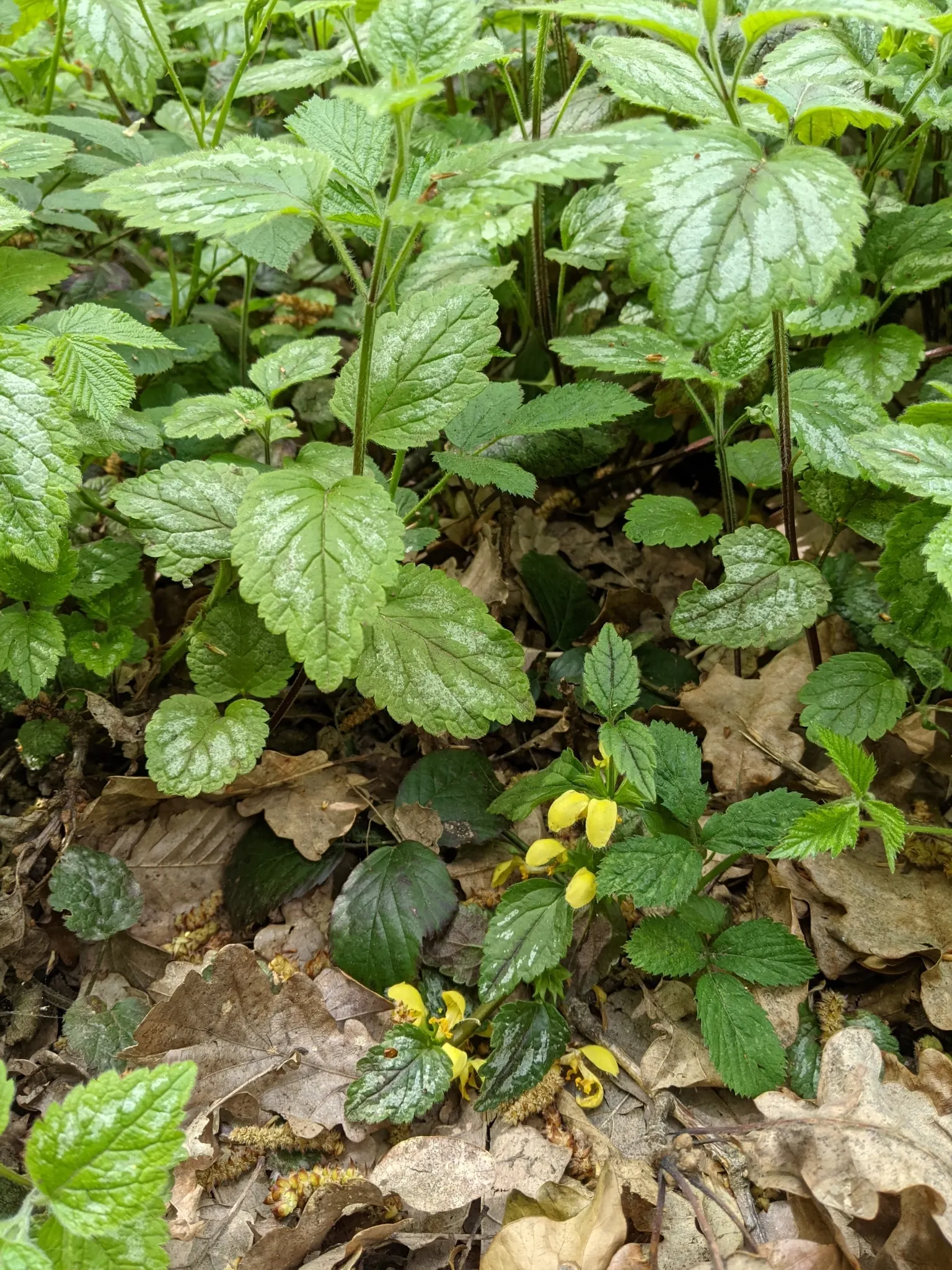 Yellow Archangel (Lamium Galeobdolon) — Ensure the client is aware of its invasive potential; ground cover / perennial with yellow blooms, image 89
