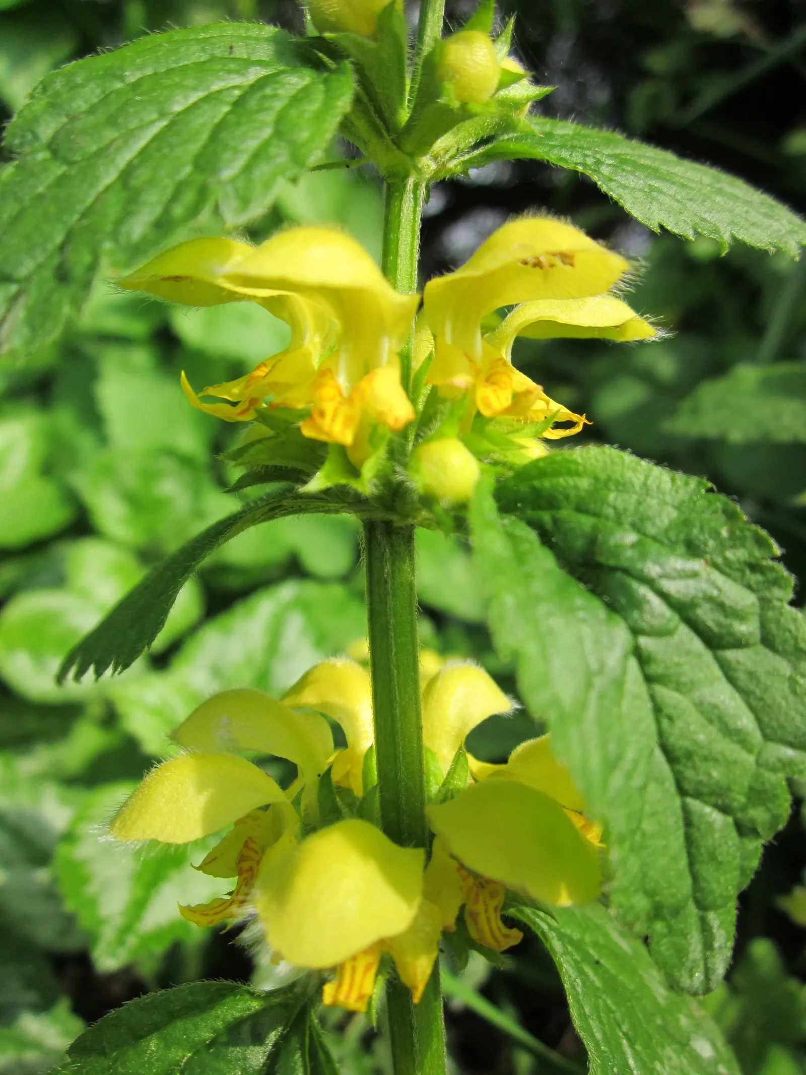 Yellow Archangel (Lamium Galeobdolon) — Yellow Archangel is superb when partnered with ferns