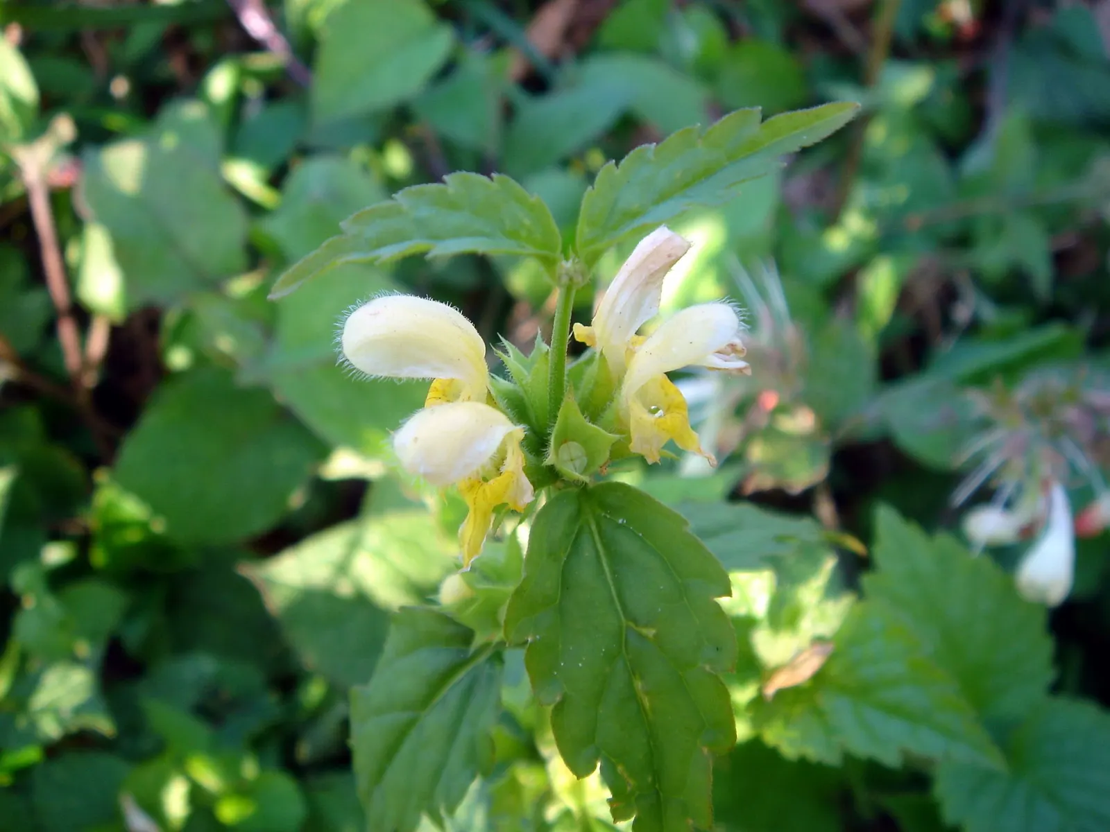 Yellow Archangel (Lamium Galeobdolon) — shade-loving perennial renowned for its vibrant foliage and distinctive flowers; ground cover / perennial, image 76