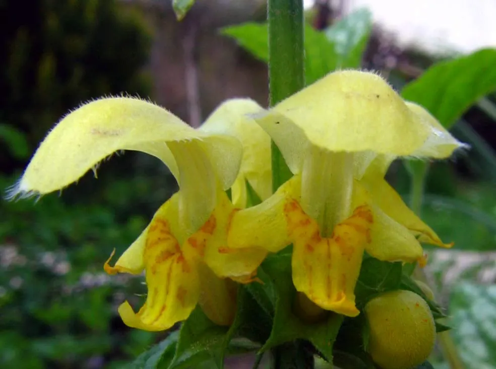 Yellow Archangel (Lamium Galeobdolon) — From late spring to early summer; due caution should be taken, image 55