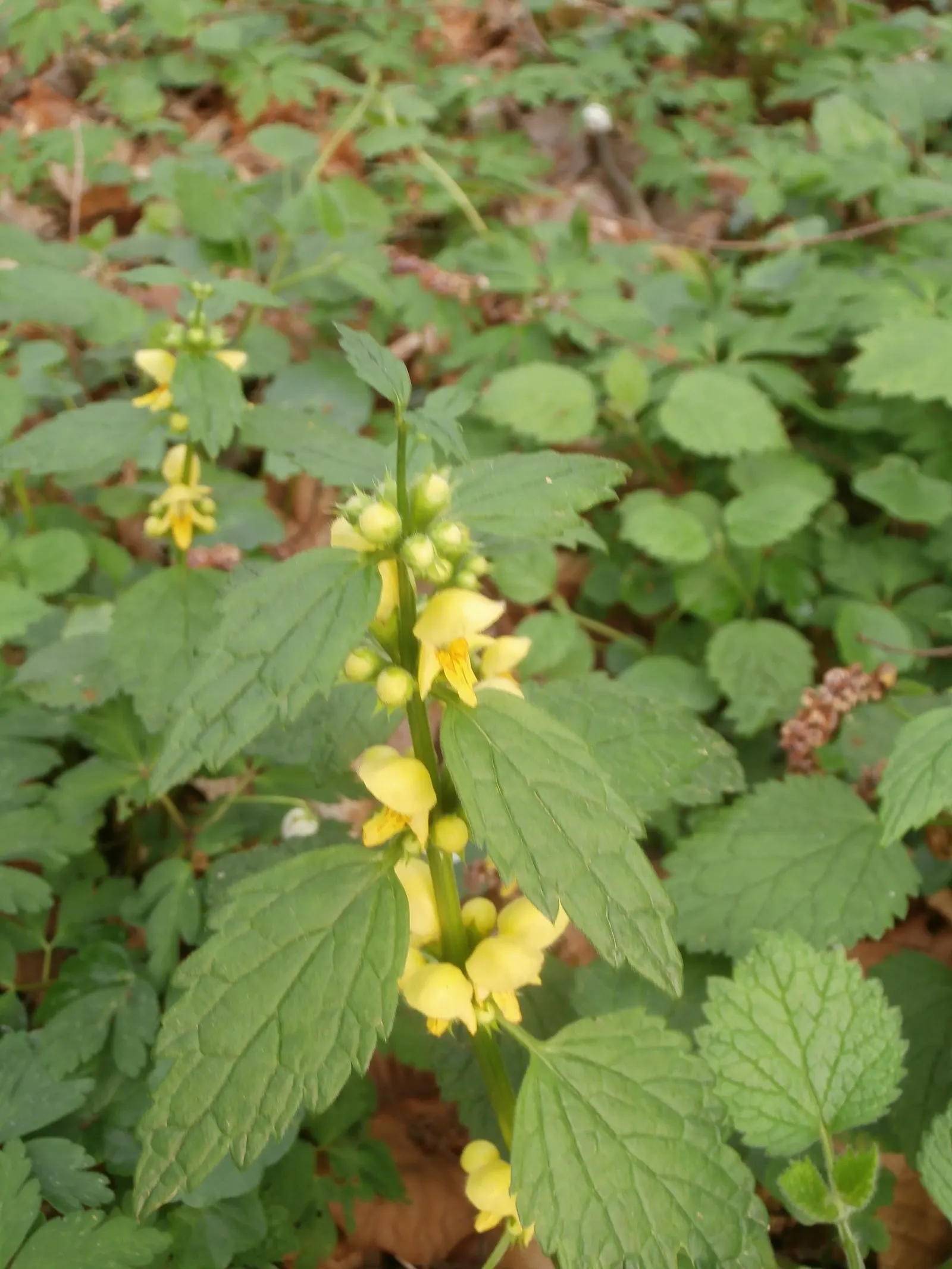 Yellow Archangel (Lamium Galeobdolon) — enabling it to fill in bare spots efficiently, image 127