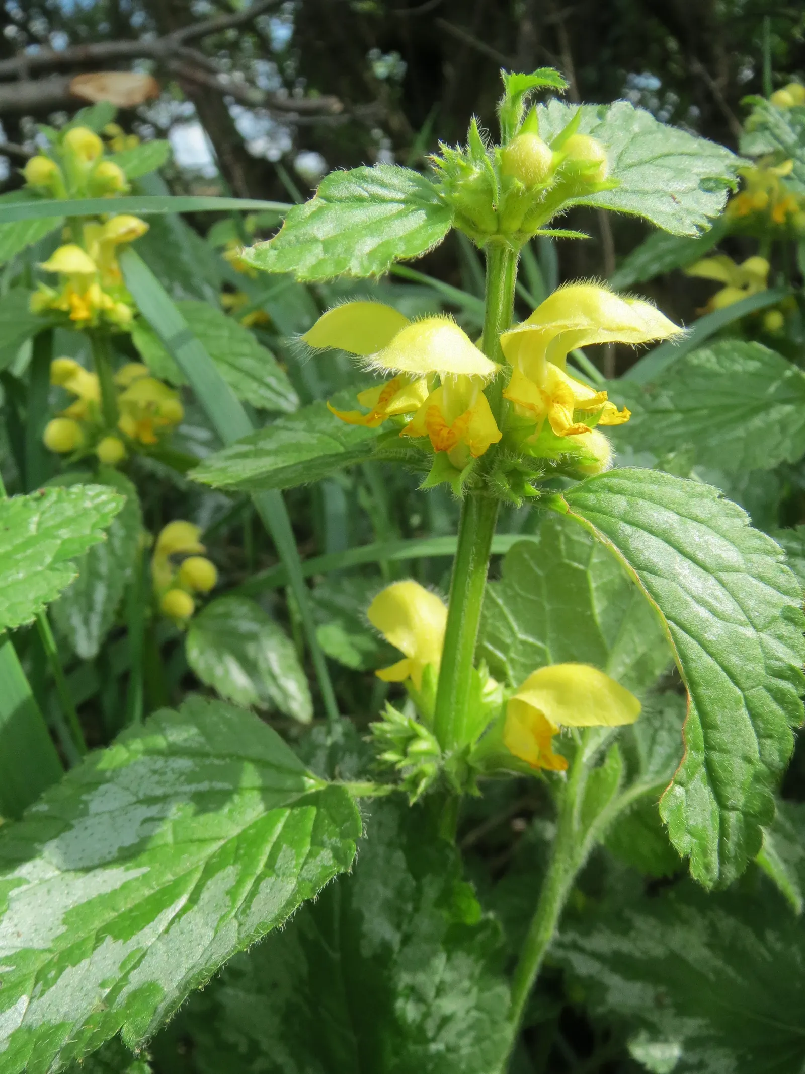 Yellow Archangel (Lamium Galeobdolon) — making it an ideal ground cover; its adaptability allows it to perform well in a range of soil types, image 128