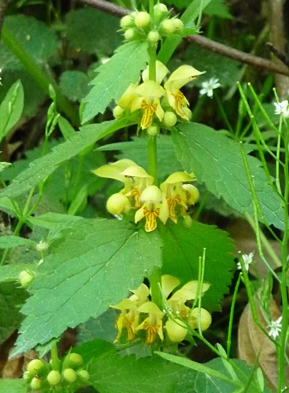Yellow Archangel (Lamium Galeobdolon) — Ensure the client is aware of its invasive potential; ground cover / perennial with yellow blooms