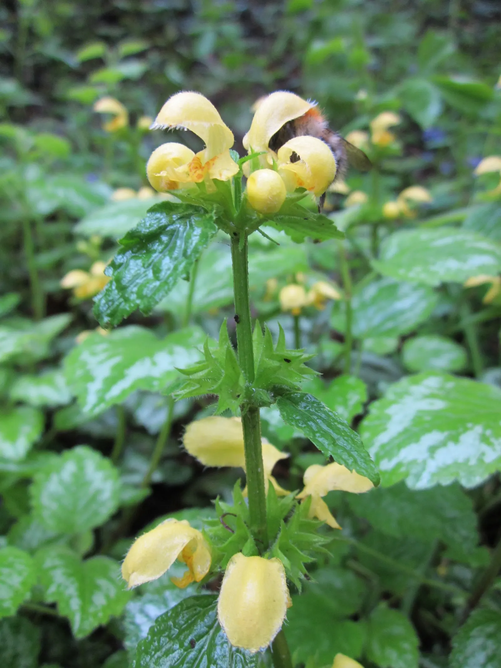 Yellow Archangel (Lamium Galeobdolon) — spreading by both runners and self-seeding; yellow Archangel is superb when partnered with ferns, image 85