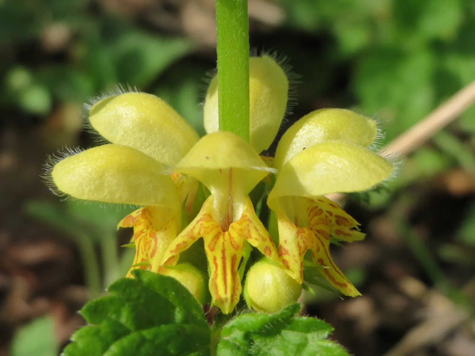 Yellow Archangel (Lamium Galeobdolon) — it's a low-maintenance option that is adept at crowding out weeds; this hardy plant spreads 18-36 inches, image 96