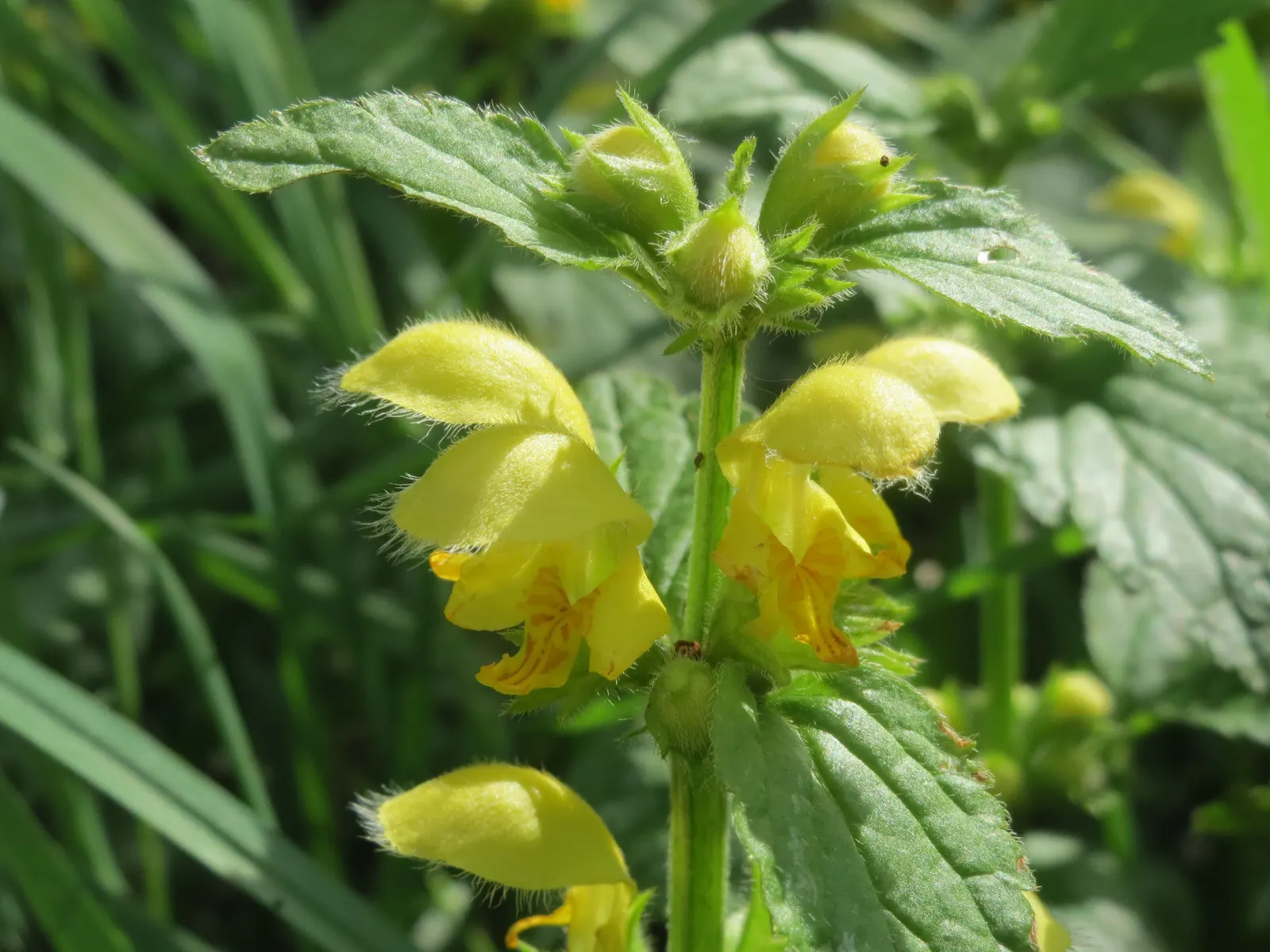 Yellow Archangel (Lamium Galeobdolon) — and other shade perennials; thriving in USDA Hardiness Zones 3 through 8, image 133