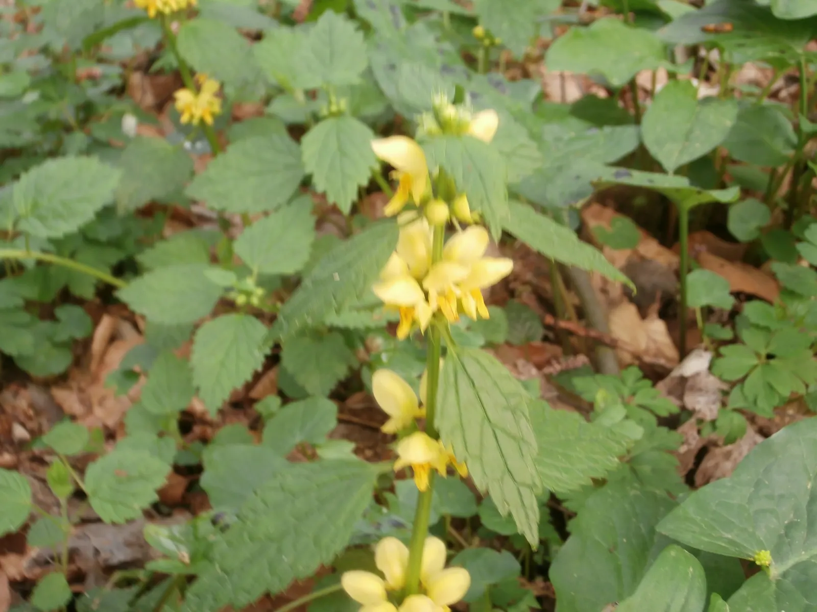 Yellow Archangel (Lamium Galeobdolon) — and other shade perennials; thriving in USDA Hardiness Zones 3 through 8, image 110