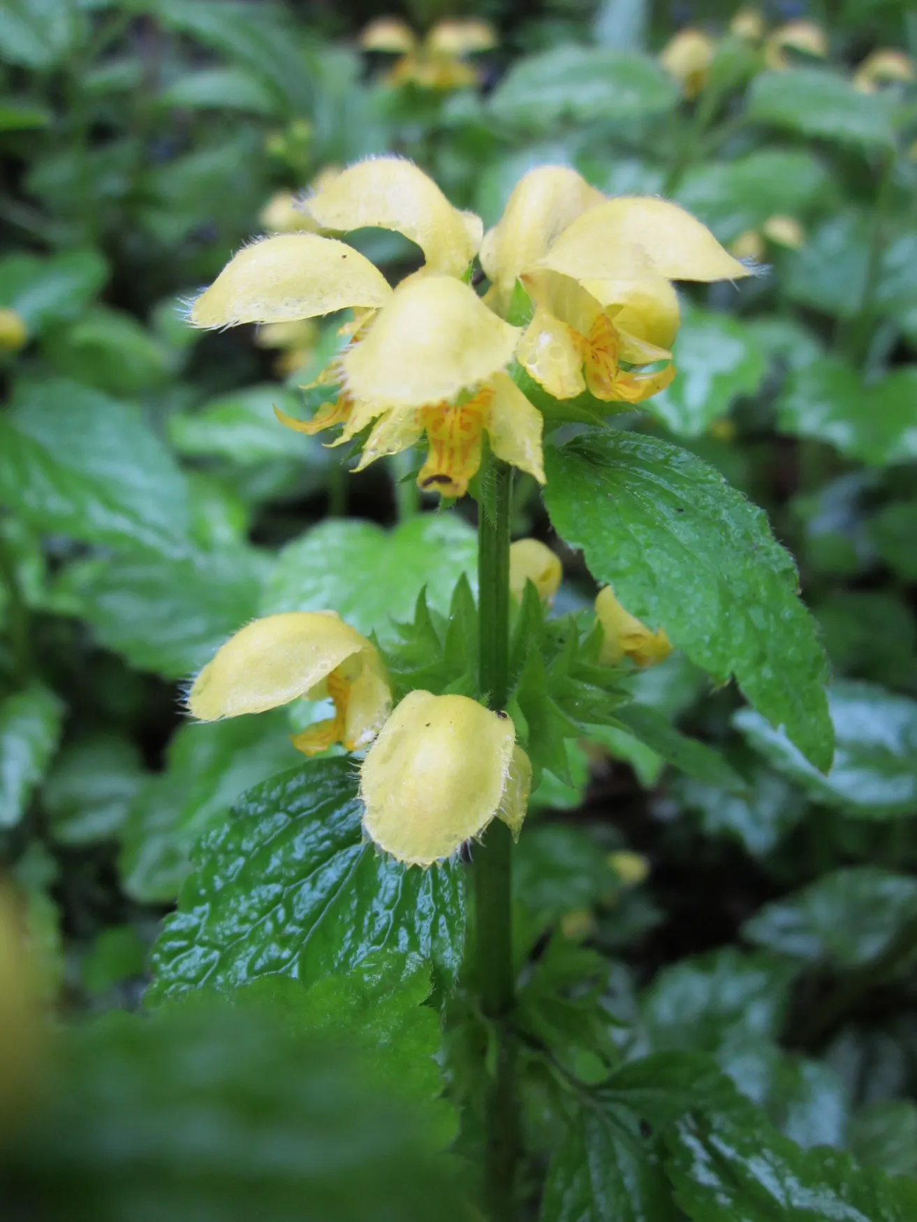 Yellow Archangel (Lamium Galeobdolon) — Thriving in USDA Hardiness Zones 3 through 8; shade-loving perennial renowned for its vibrant foliage and, image 77