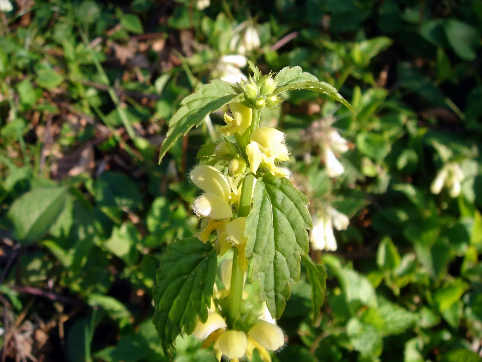 Yellow Archangel (Lamium Galeobdolon) — and other shade perennials; thriving in USDA Hardiness Zones 3 through 8, image 64