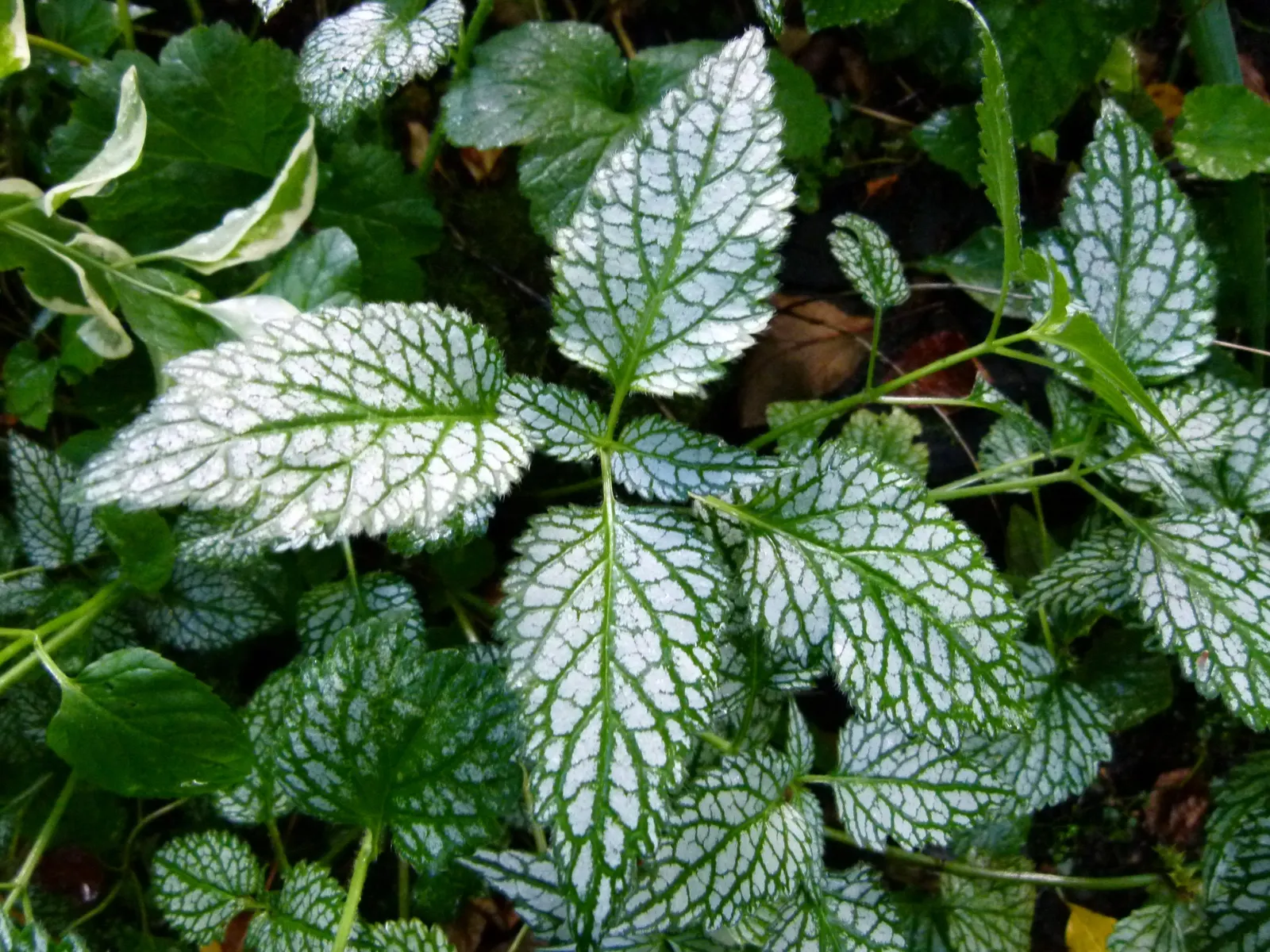 Yellow Archangel (Lamium Galeobdolon) — Flourishing up to a height of 12-24 inches