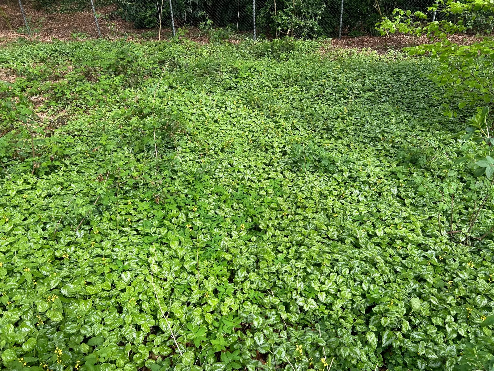 Yellow Archangel (Lamium Galeobdolon) — Ensure the client is aware of its invasive potential