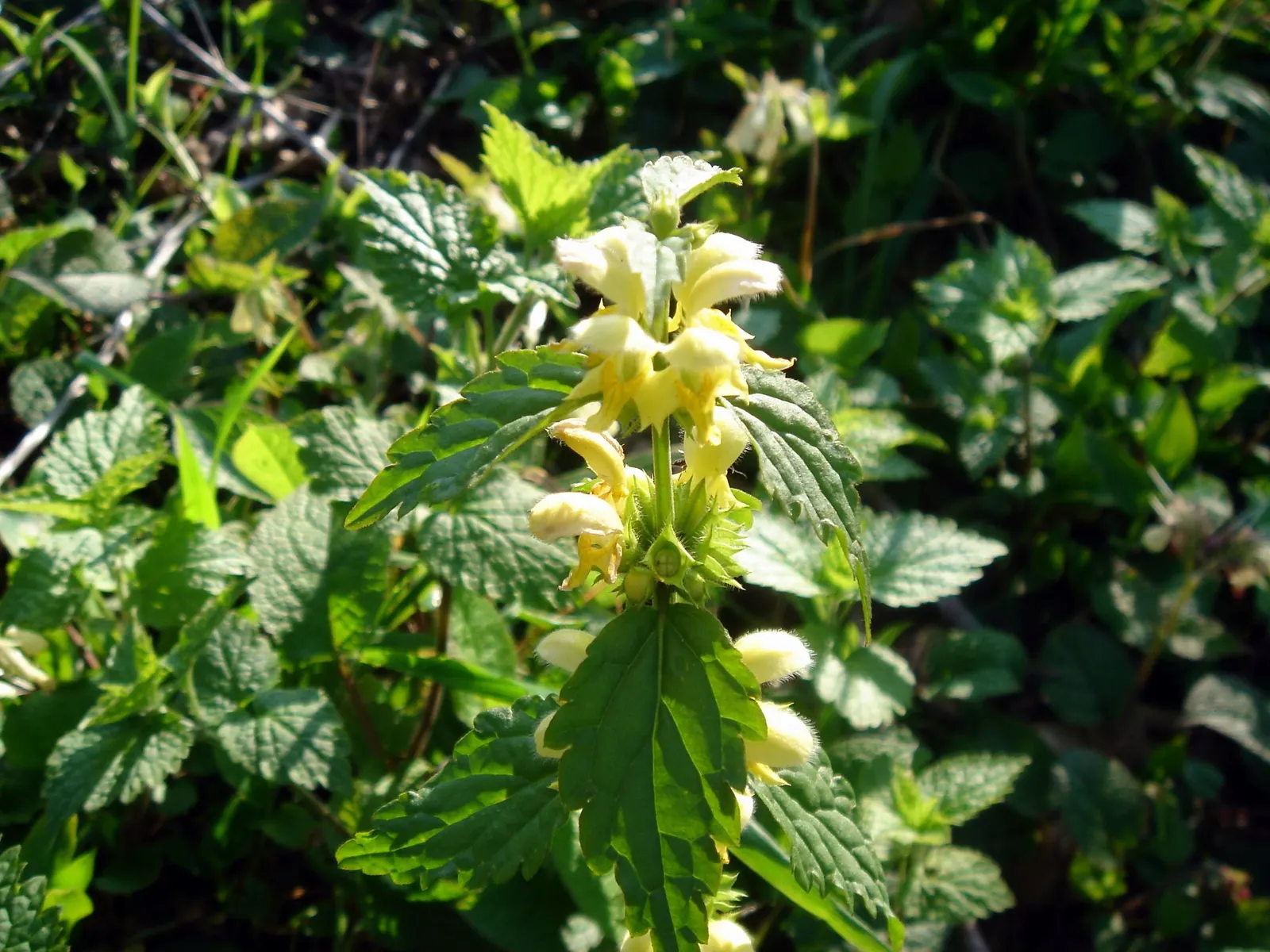 Yellow Archangel (Lamium Galeobdolon) — providing excellent coverage in partly shaded areas