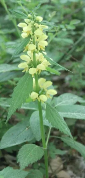 Yellow Archangel (Lamium Galeobdolon) — providing excellent coverage in partly shaded areas; and other shade perennials
