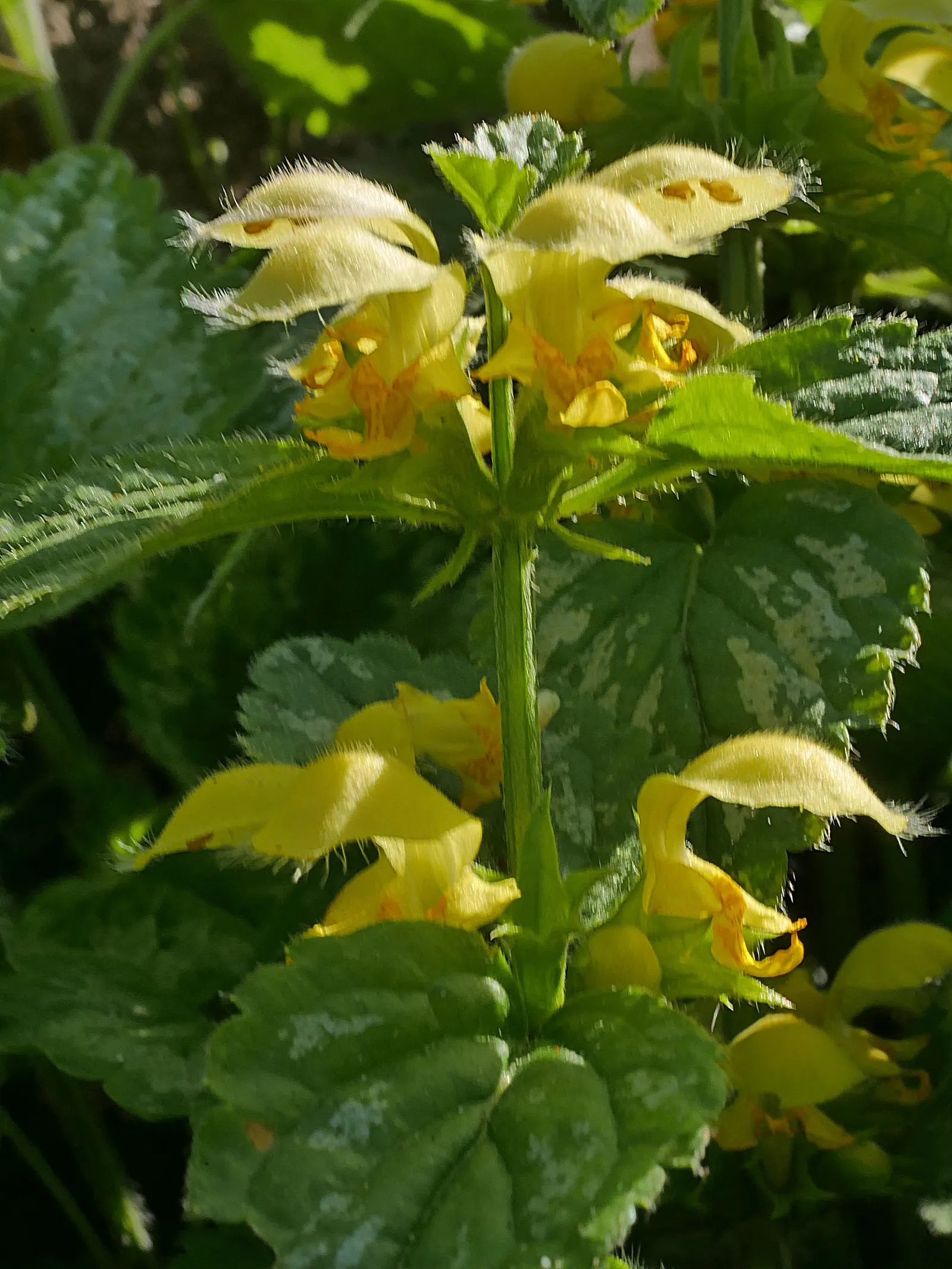 Yellow Archangel (Lamium Galeobdolon) — From late spring to early summer; due caution should be taken, image 78