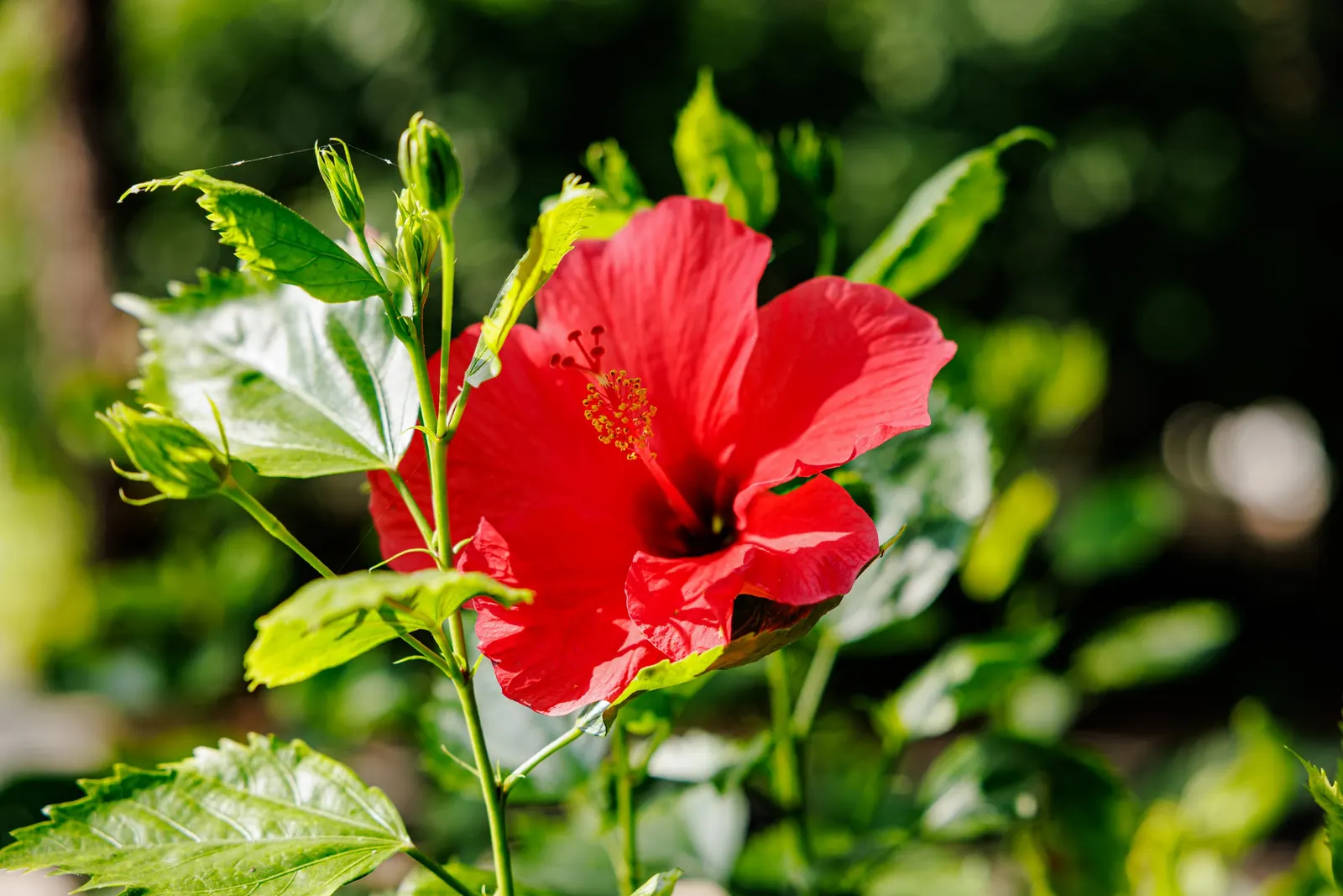 Tropical Hibiscus, Rose Of China (Hibiscus Rosa-Sinensis 'Red') — the Tropical Hibiscus flourishes in USDA Hardiness Zones 9 to 11 and enjoys full, image 111