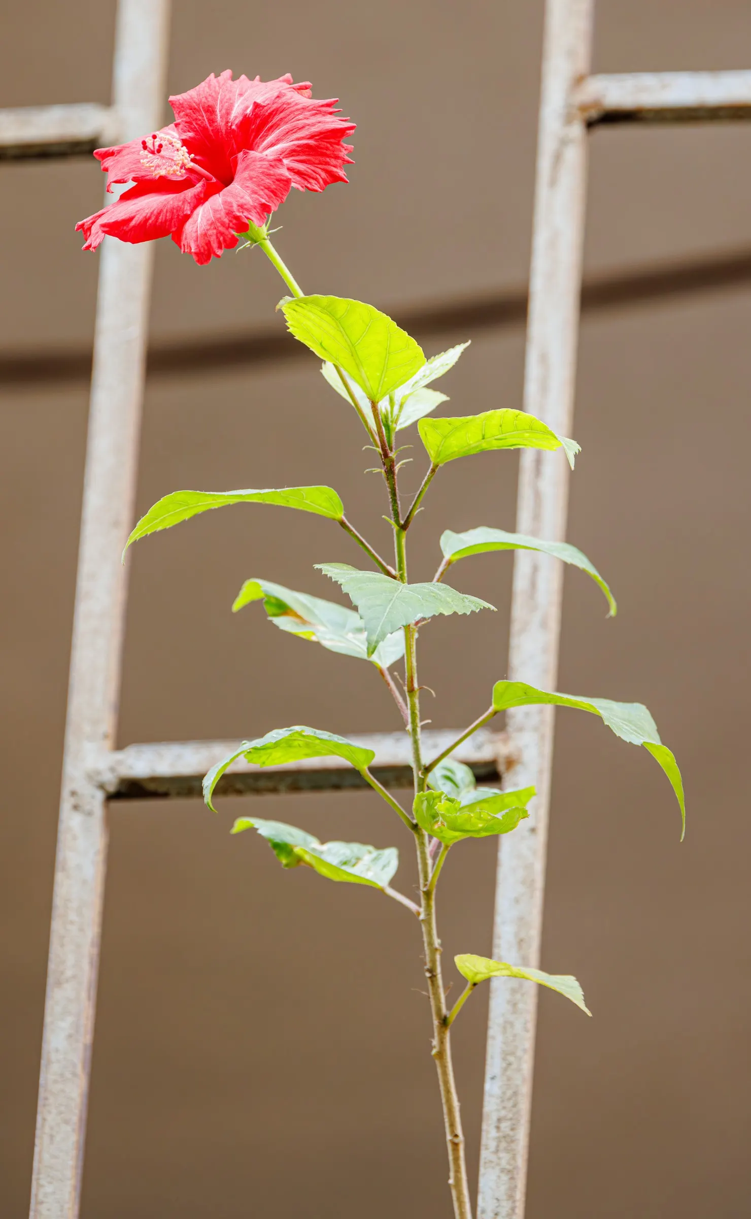 Tropical Hibiscus, Rose Of China (Hibiscus Rosa-Sinensis 'Red') — with peak blossoms in the summer months.<br><br>Preferring a warm climate