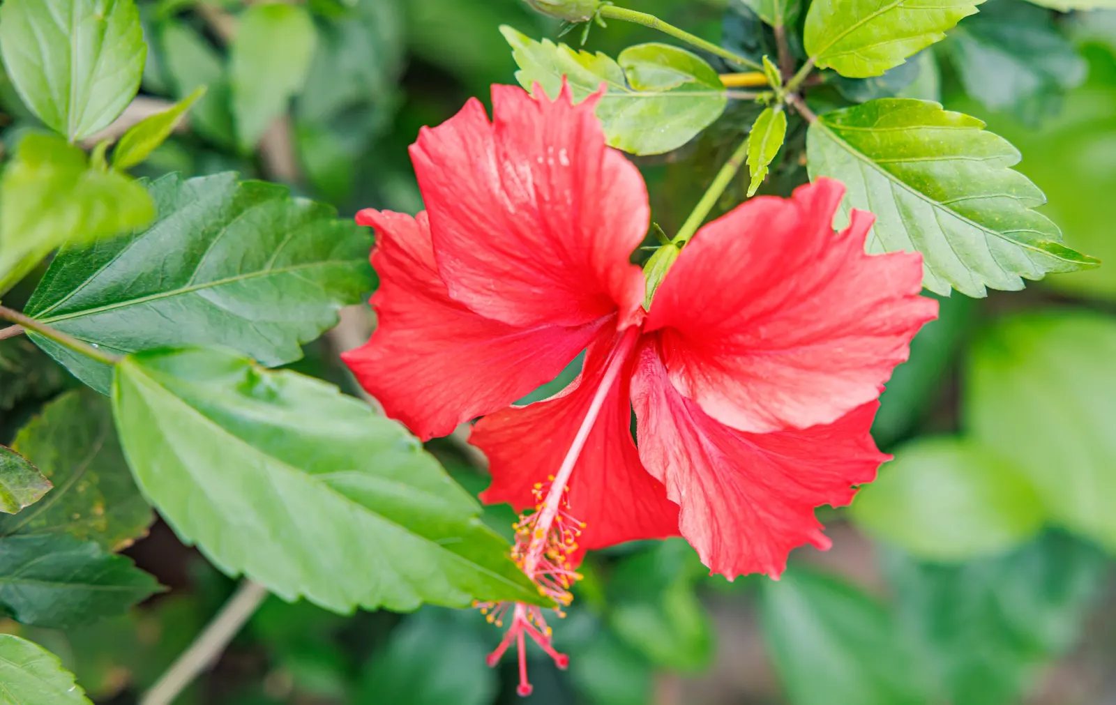 Tropical Hibiscus, Rose Of China (Hibiscus Rosa-Sinensis 'Red') — Flowers display a pronounced; or Hibiscus rosa-sinensis, image 107