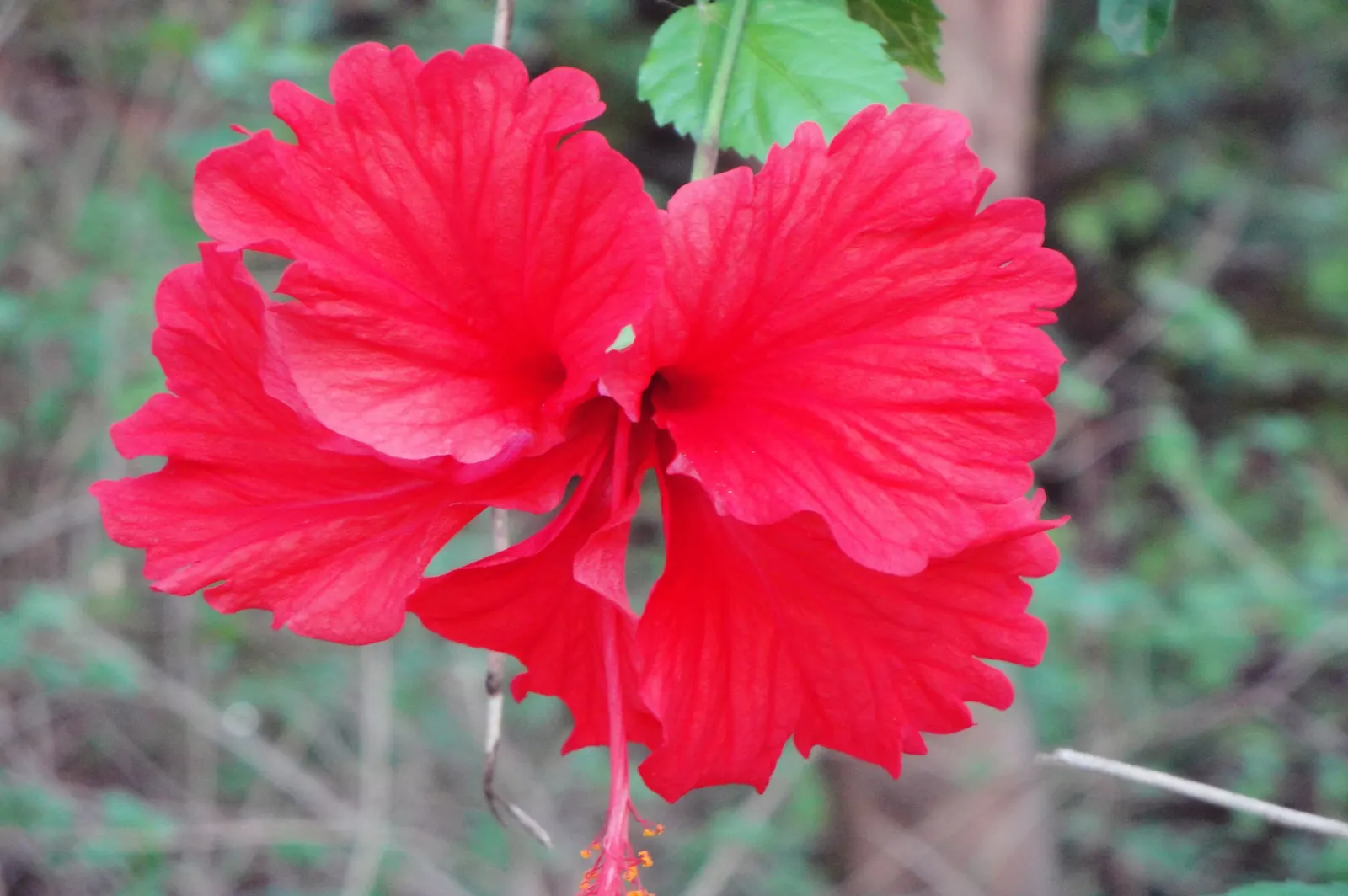 Tropical Hibiscus, Rose Of China (Hibiscus Rosa-Sinensis 'Red') — or Hibiscus rosa-sinensis; flowers display a pronounced