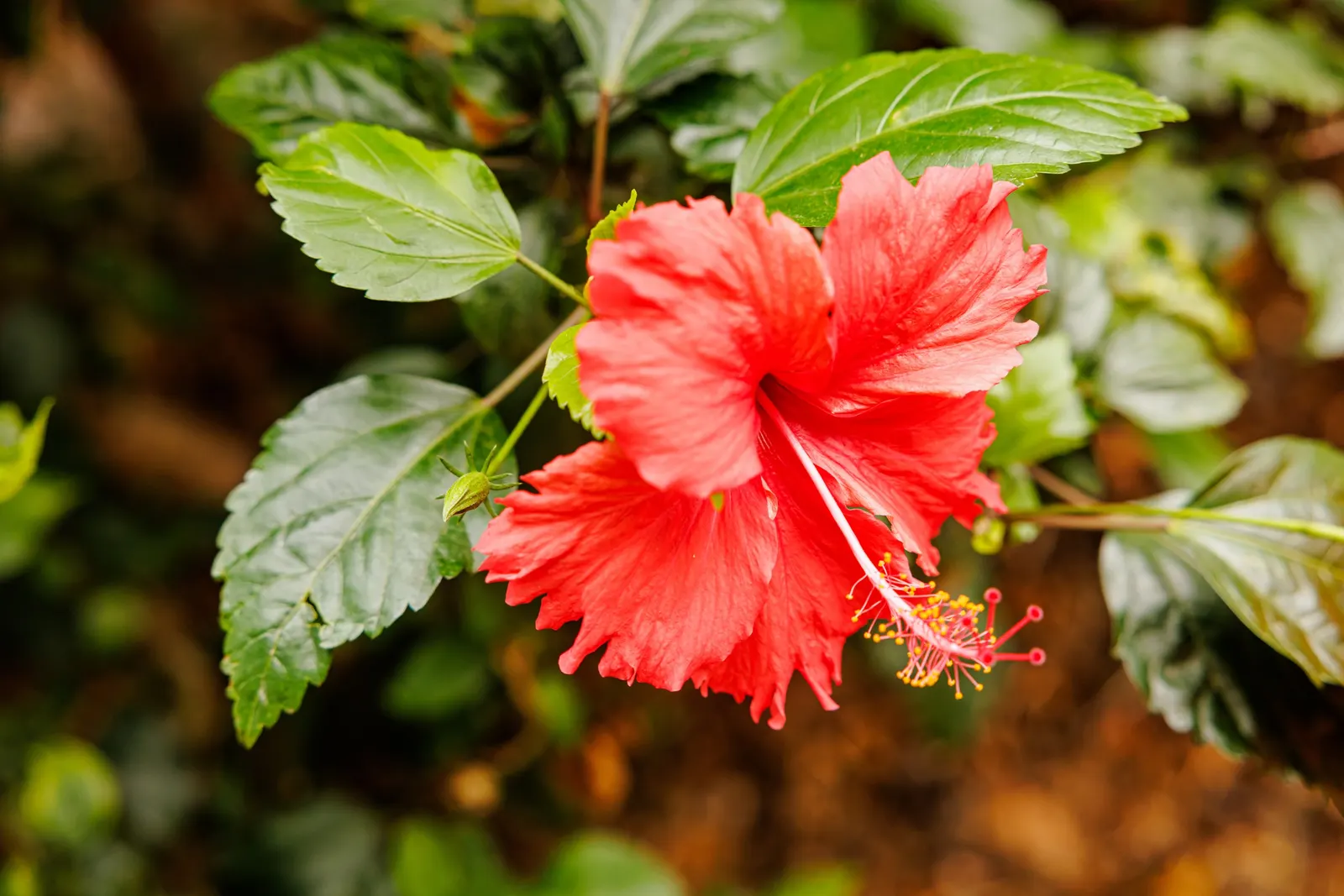 Tropical Hibiscus, Rose Of China (Hibiscus Rosa-Sinensis 'Red') — Ideal for focal points in gardens