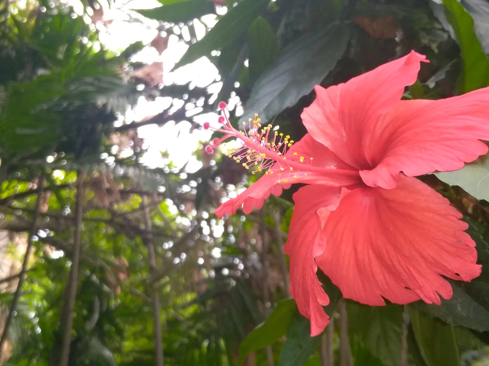 Tropical Hibiscus, Rose Of China (Hibiscus Rosa-Sinensis 'Red') — Preferring full sun, it requires well-drained soil and moderate watering; is a vibrant and