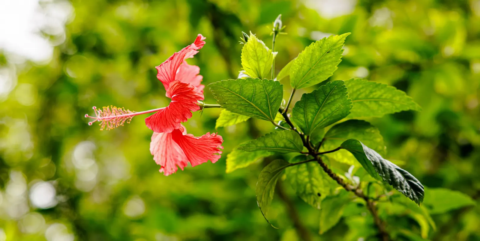 Tropical Hibiscus, Rose Of China (Hibiscus Rosa-Sinensis 'Red') — the Tropical Hibiscus flourishes in USDA Hardiness Zones 9 to 11 and enjoys full sunlight for