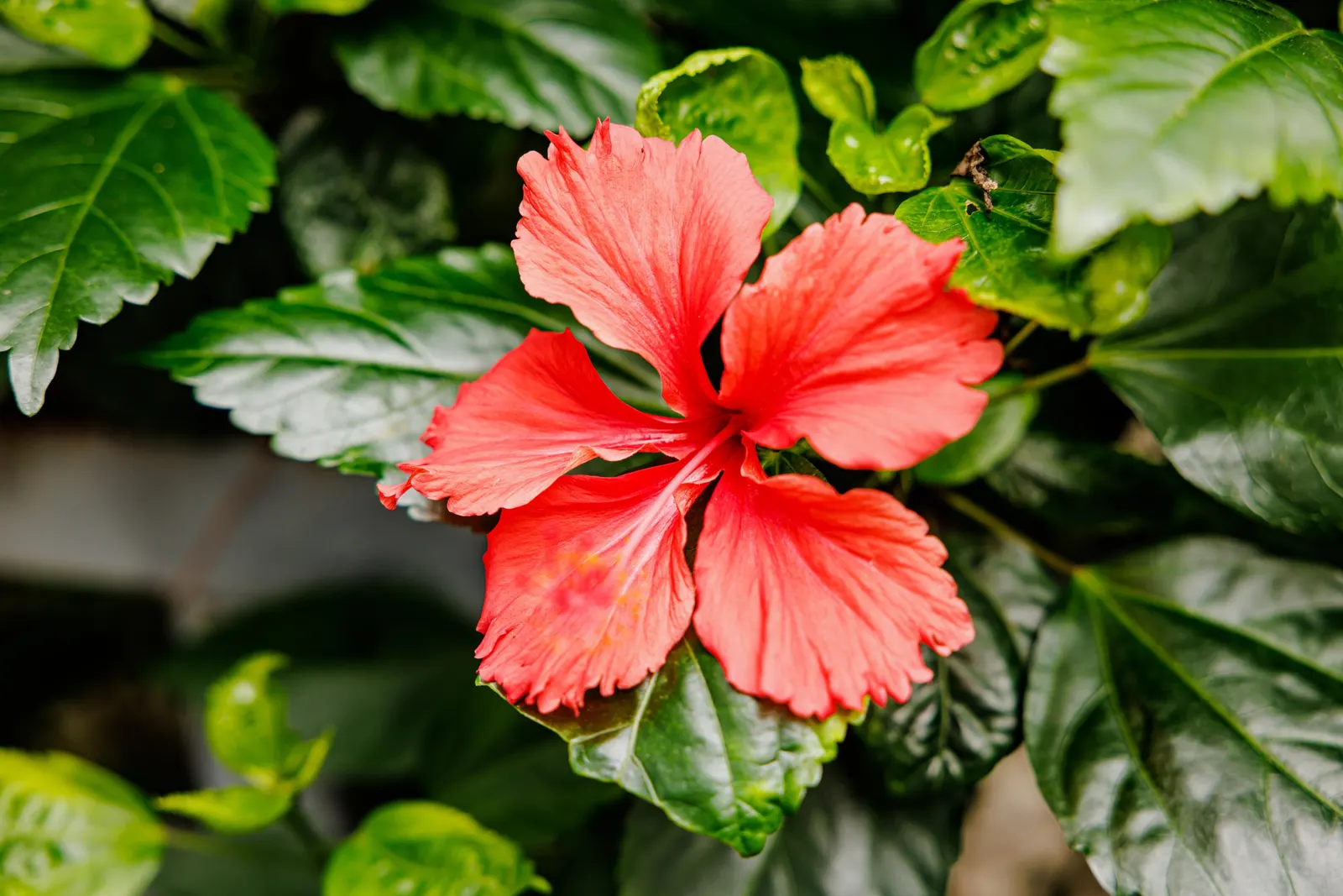 Tropical Hibiscus, Rose Of China (Hibiscus Rosa-Sinensis 'Red') — Flowers display a pronounced