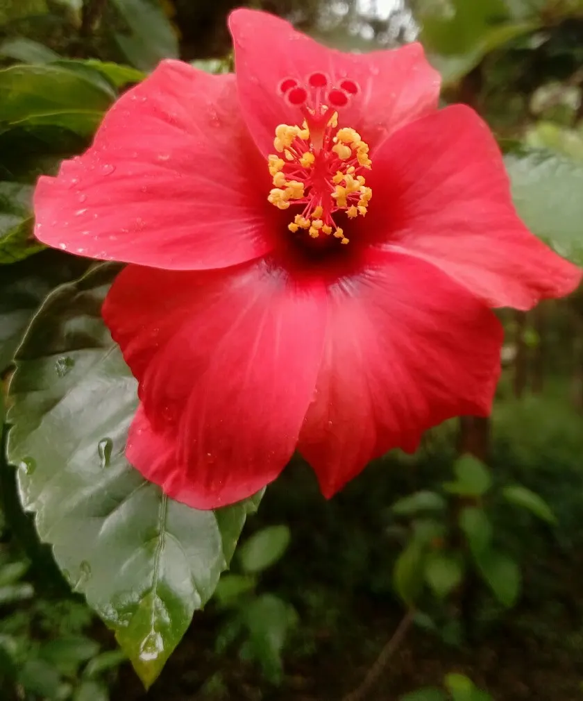 Tropical Hibiscus, Rose Of China (Hibiscus Rosa-Sinensis 'Red') — Renowned for its large, showy red blooms, it reaches a mature height of 4-8 feet, image 28