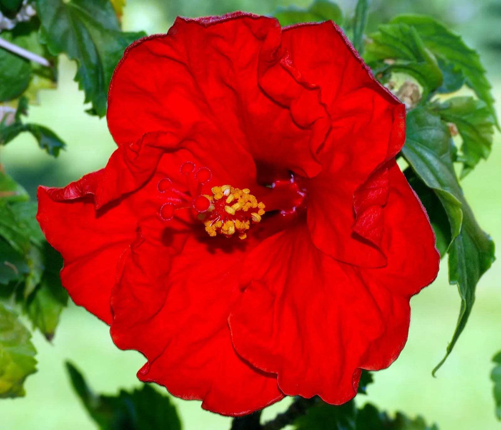 Tropical Hibiscus, Rose Of China (Hibiscus Rosa-Sinensis 'Red') — The Tropical Hibiscus 'Red'; renowned for its large, showy red blooms, it reaches a mature