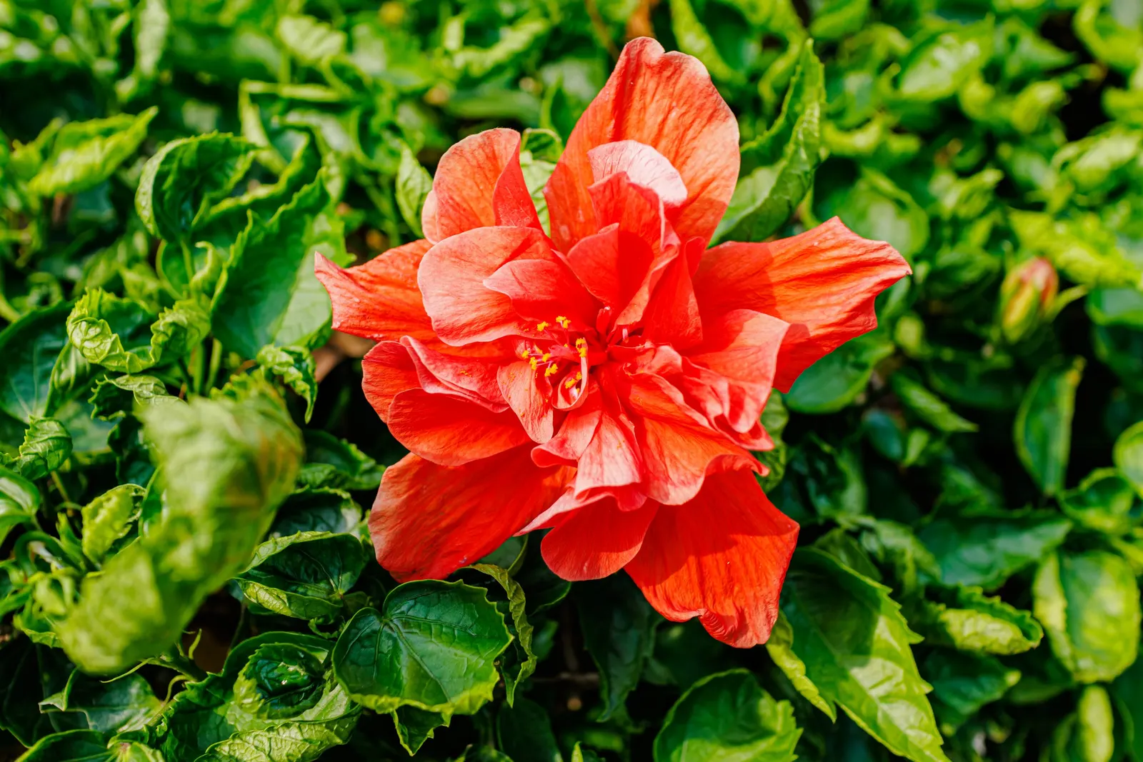 Tropical Hibiscus, Rose Of China (Hibiscus Rosa-Sinensis 'Red') — protruding stamen that adds to their exotic allure; this evergreen perennial, image 108
