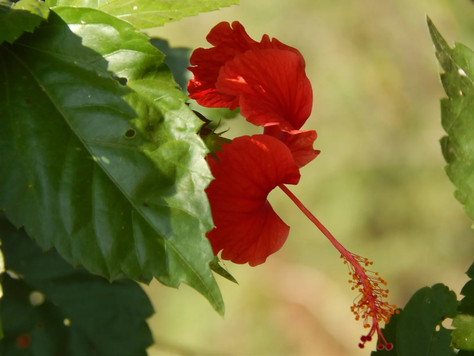 Tropical Hibiscus, Rose Of China (Hibiscus Rosa-Sinensis 'Red') — eye-catching red blooms which can reach a diameter of 4 to 8 inches; although it's important