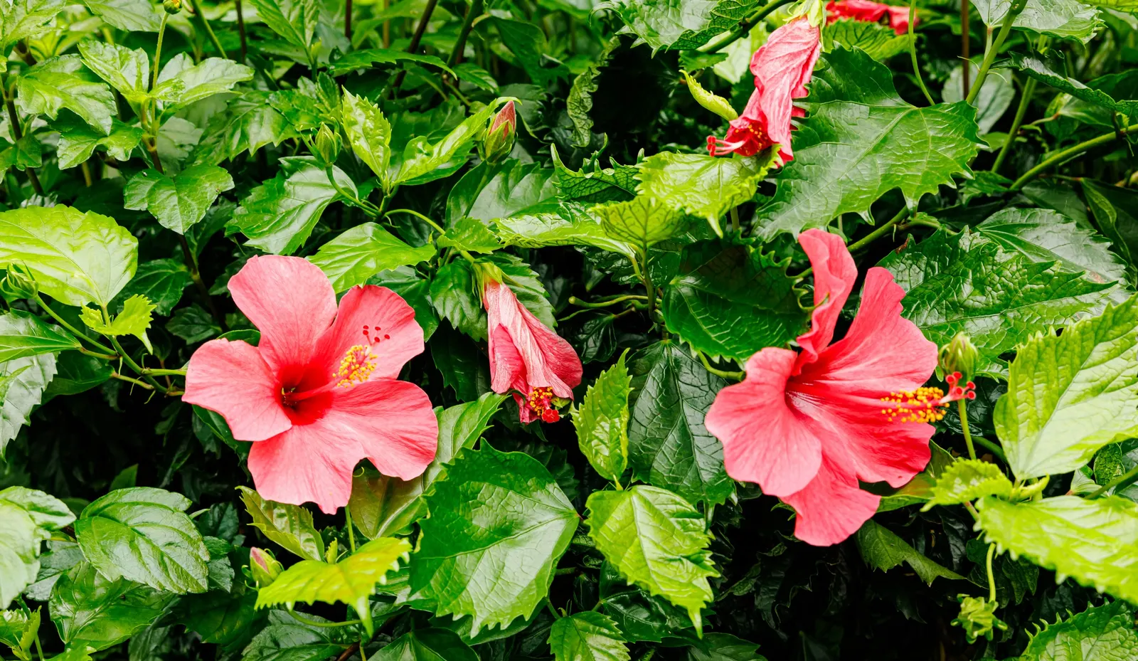 Tropical Hibiscus, Rose Of China (Hibiscus Rosa-Sinensis 'Red') — This evergreen perennial boasts glossy