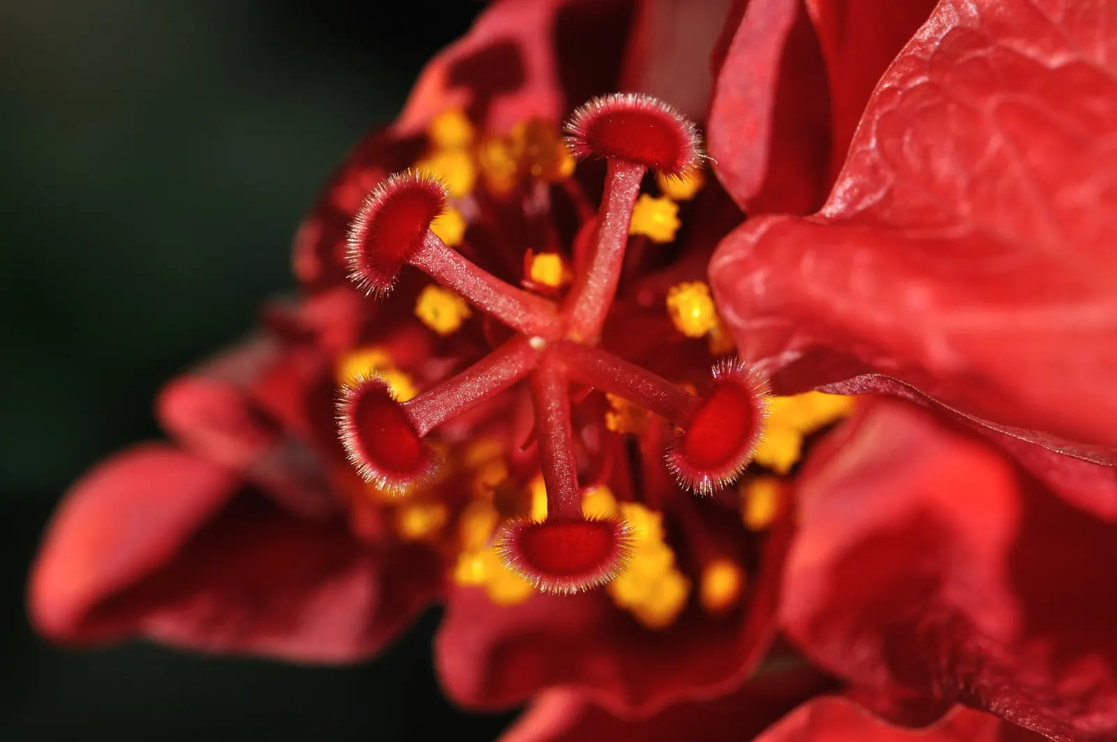 Tropical Hibiscus, Rose Of China (Hibiscus Rosa-Sinensis 'Red') — This evergreen perennial boasts glossy; protruding stamen that adds to their exotic allure