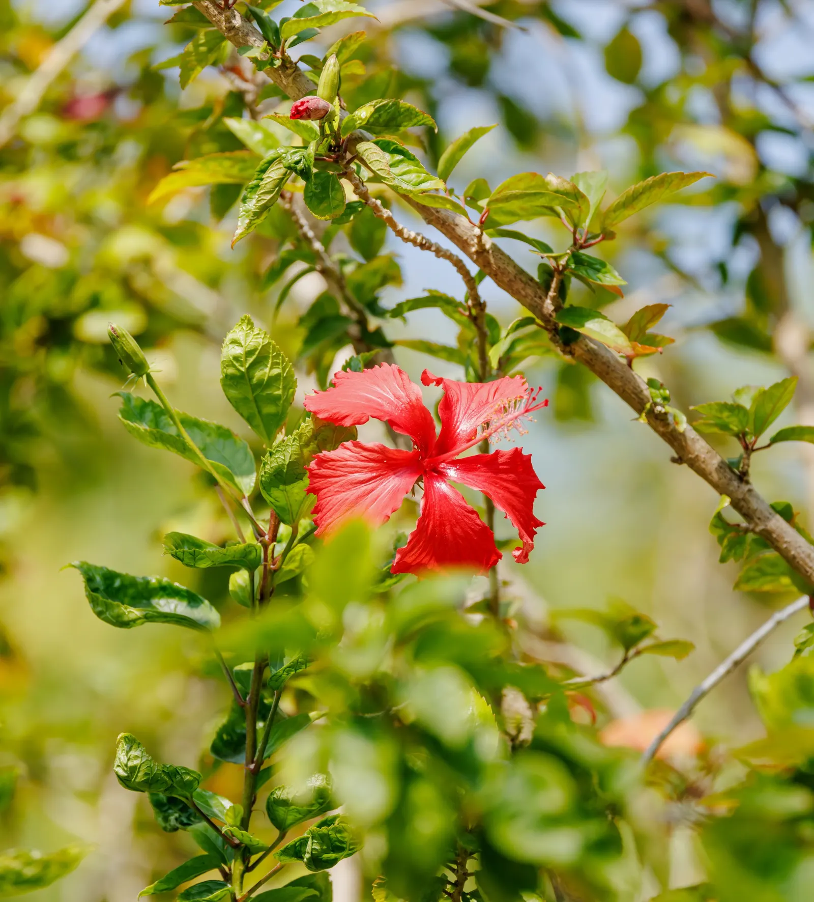 Tropical Hibiscus, Rose Of China (Hibiscus Rosa-Sinensis 'Red') — eye-catching red blooms which can reach a diameter of 4 to 8 inches