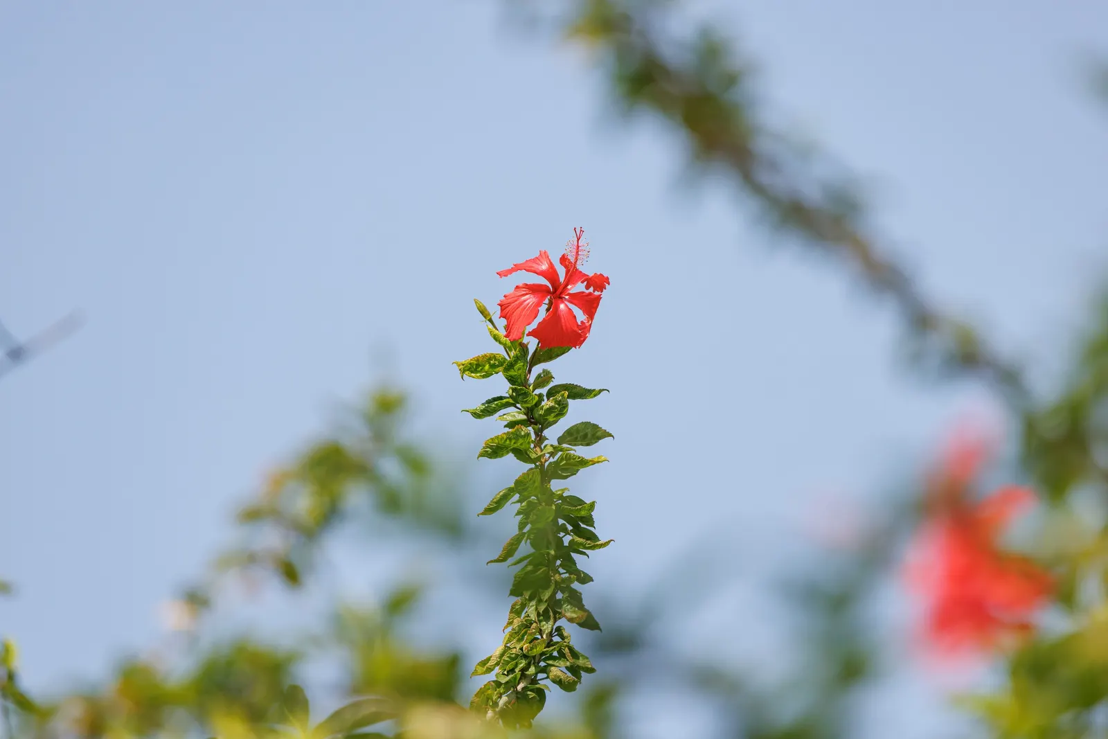 Tropical Hibiscus, Rose Of China (Hibiscus Rosa-Sinensis 'Red') — Renowned for its large, showy red blooms, it reaches a mature height of 4-8 feet with a 5-6