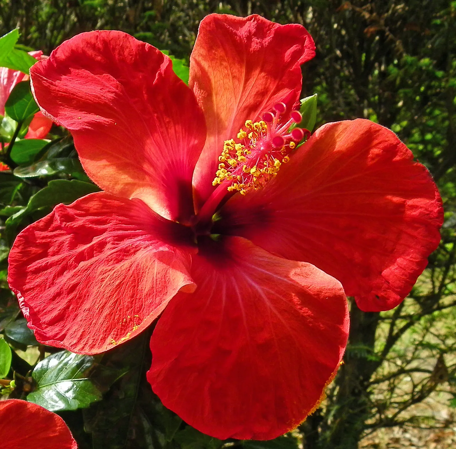 Tropical Hibiscus, Rose Of China (Hibiscus Rosa-Sinensis 'Red') — shrub with red blooms
