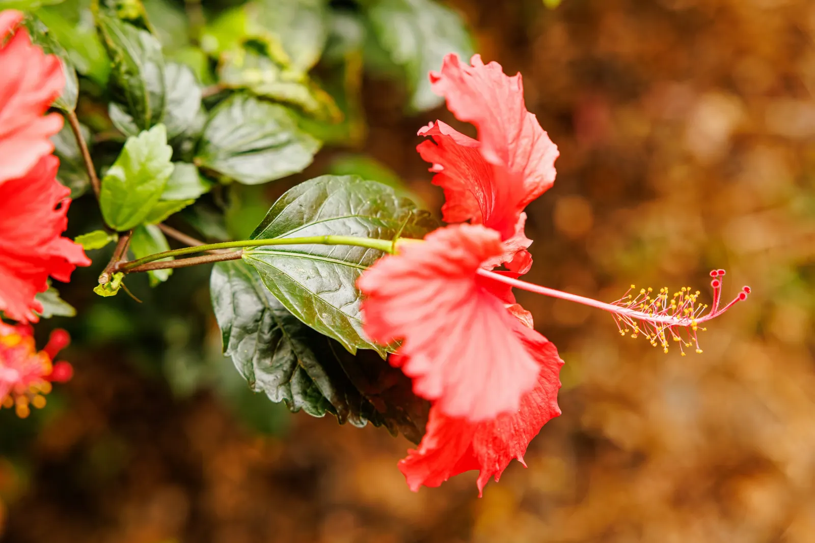 Tropical Hibiscus, Rose Of China (Hibiscus Rosa-Sinensis 'Red') — is a vibrant evergreen shrub that flourishes in USDA zones 9-11